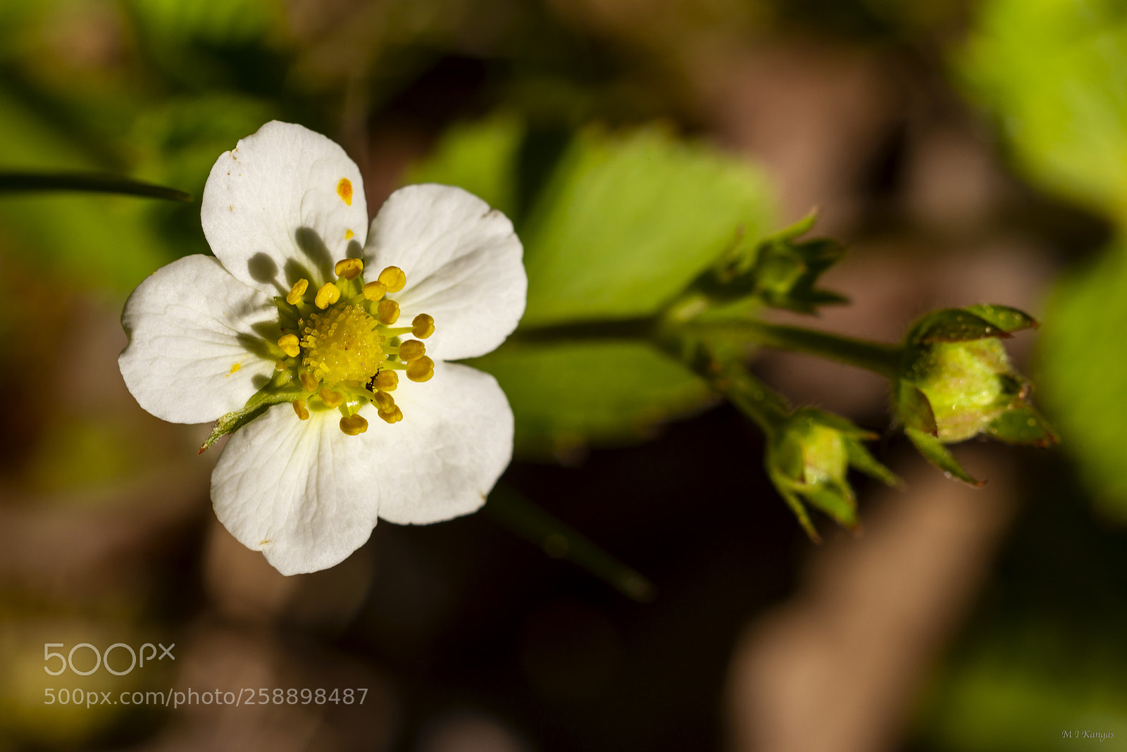 Nikon D610 sample photo. Wild strawberry photography