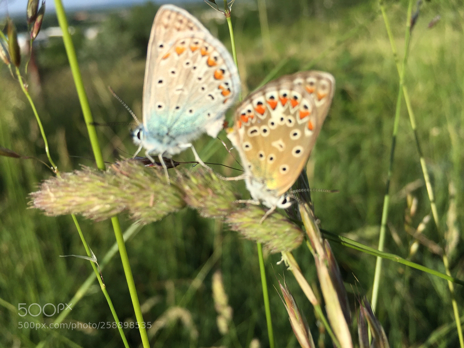 Apple iPhone 6 sample photo. Untitled photography