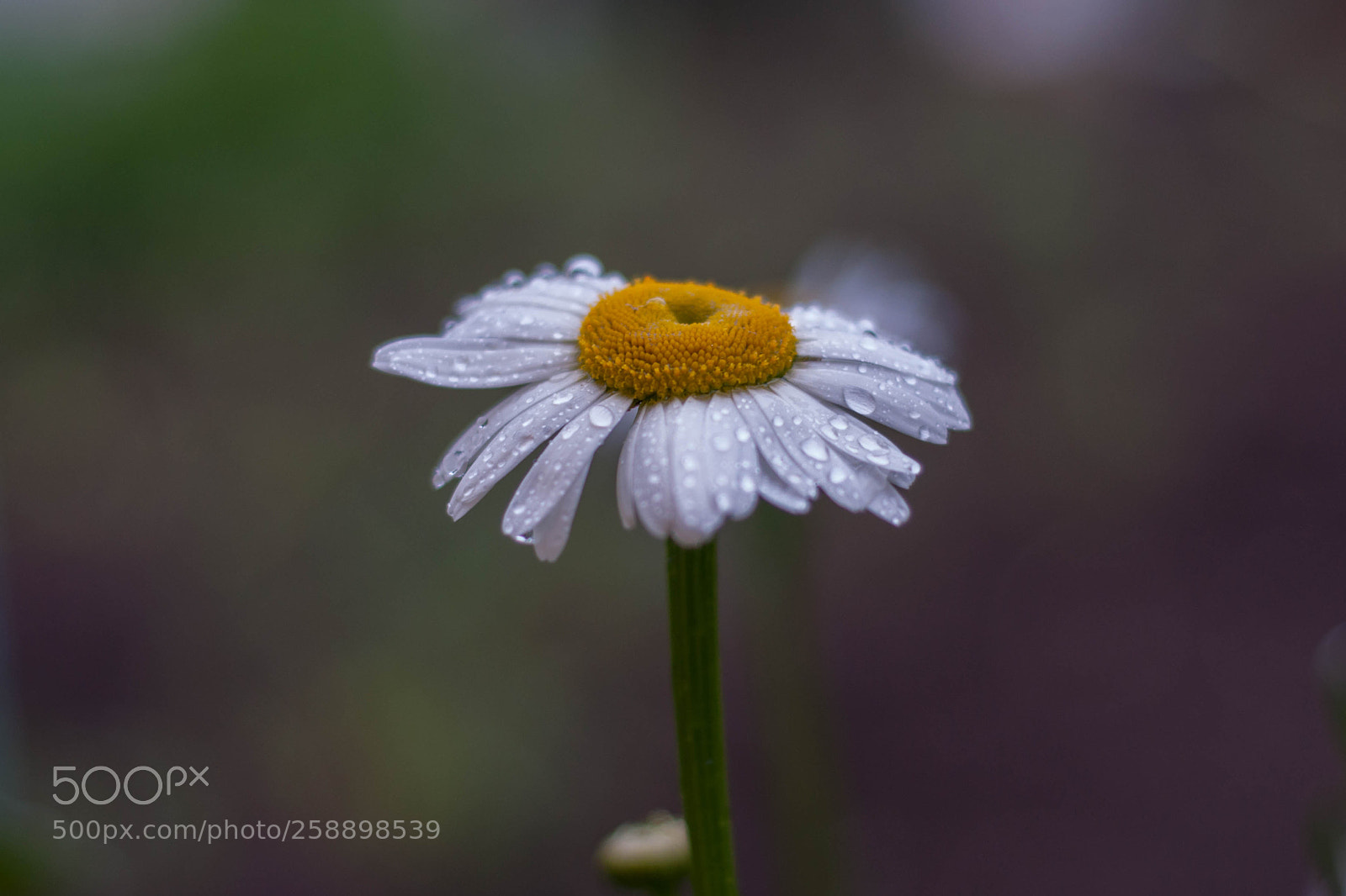 Nikon D90 sample photo. Daisy photography