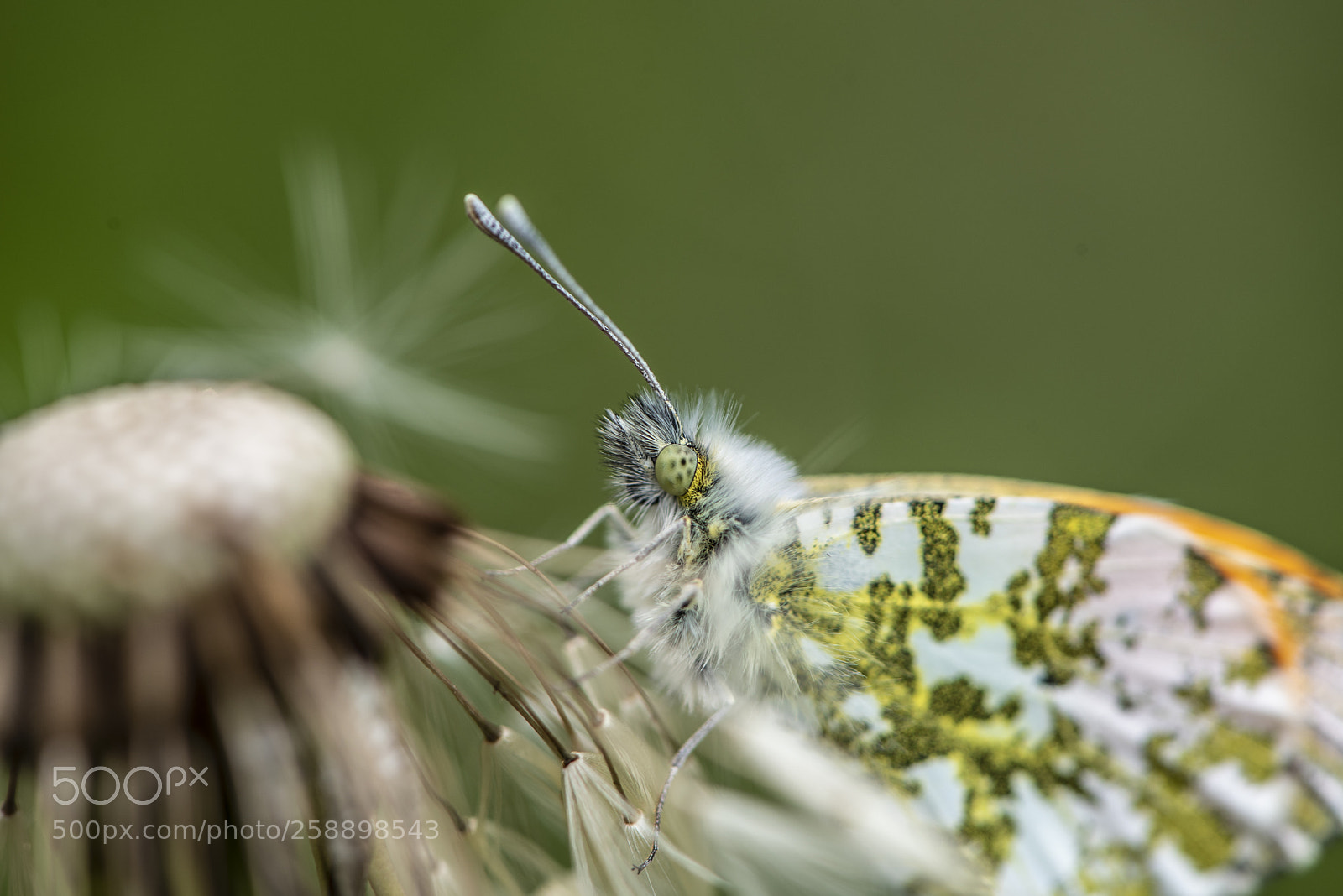 Nikon D750 sample photo. Cerdanya ii photography