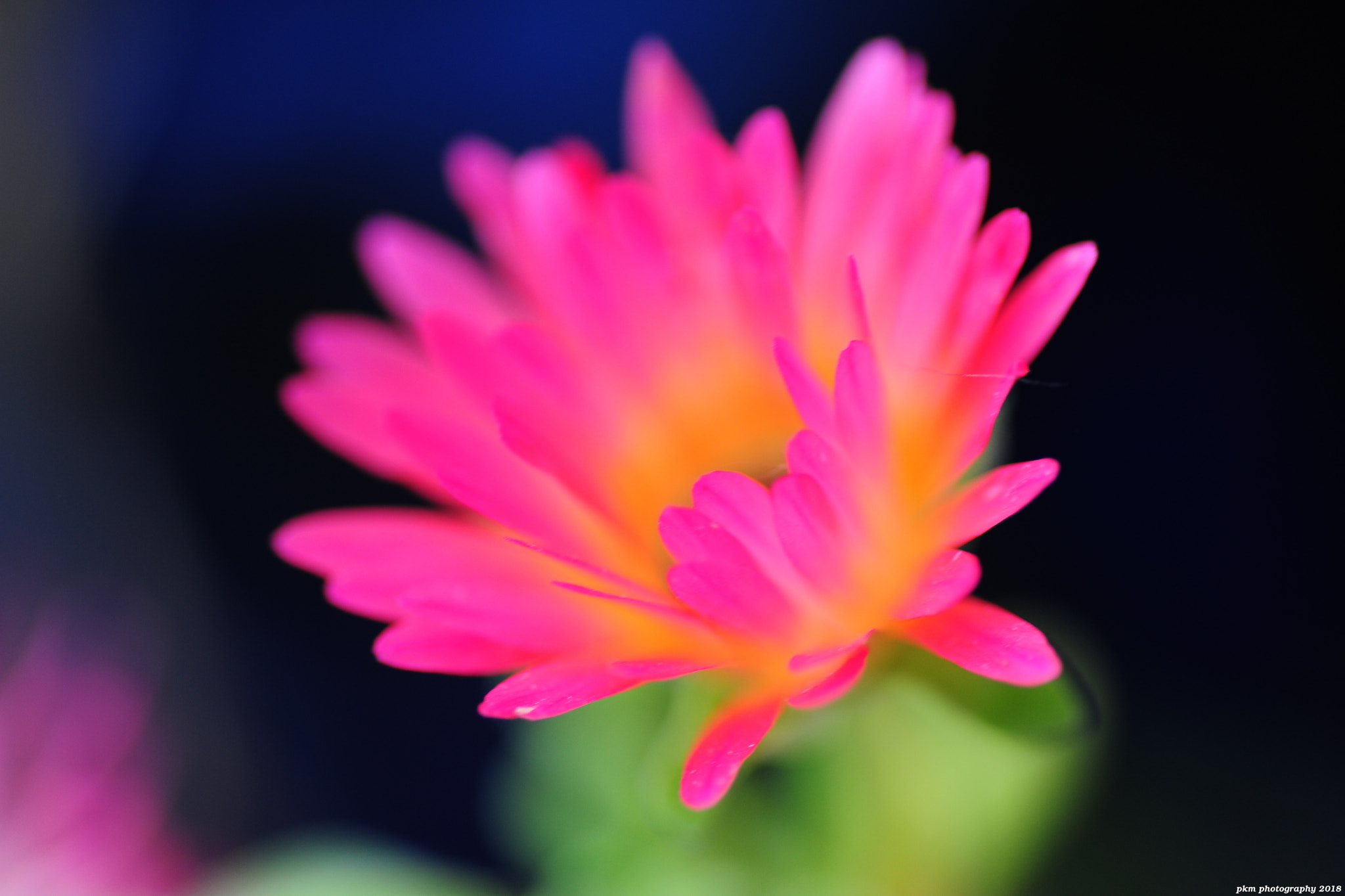 Nikon D700 sample photo. Splash of colour photography