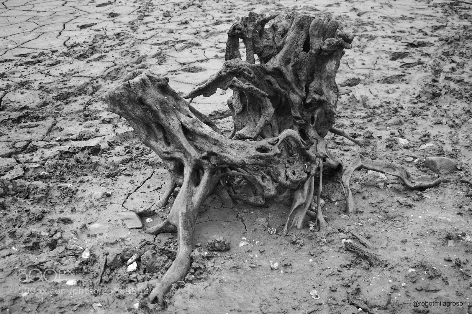 Nikon D5300 sample photo. Two dead tree photography