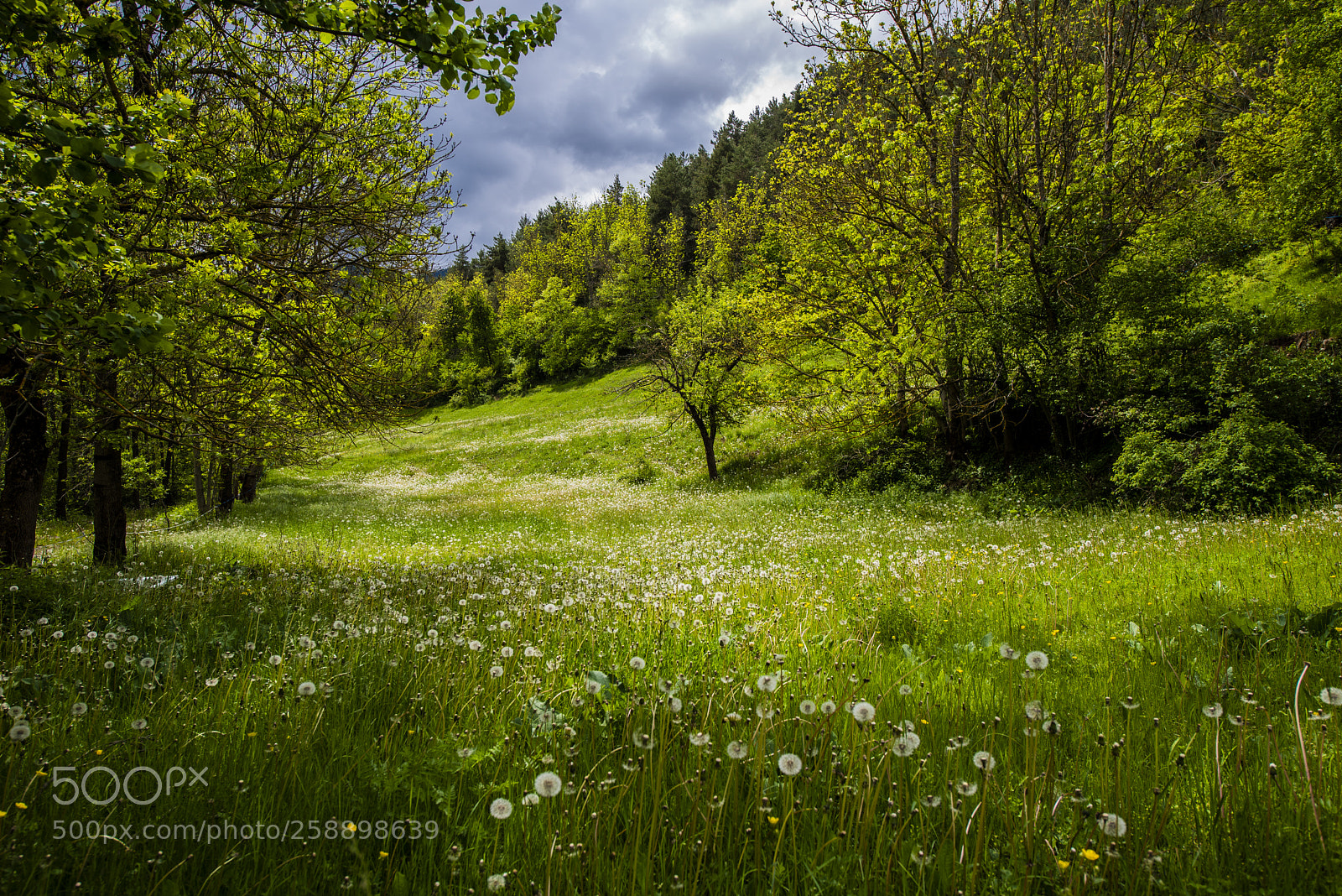 Nikon D750 sample photo. Cerdanya v photography