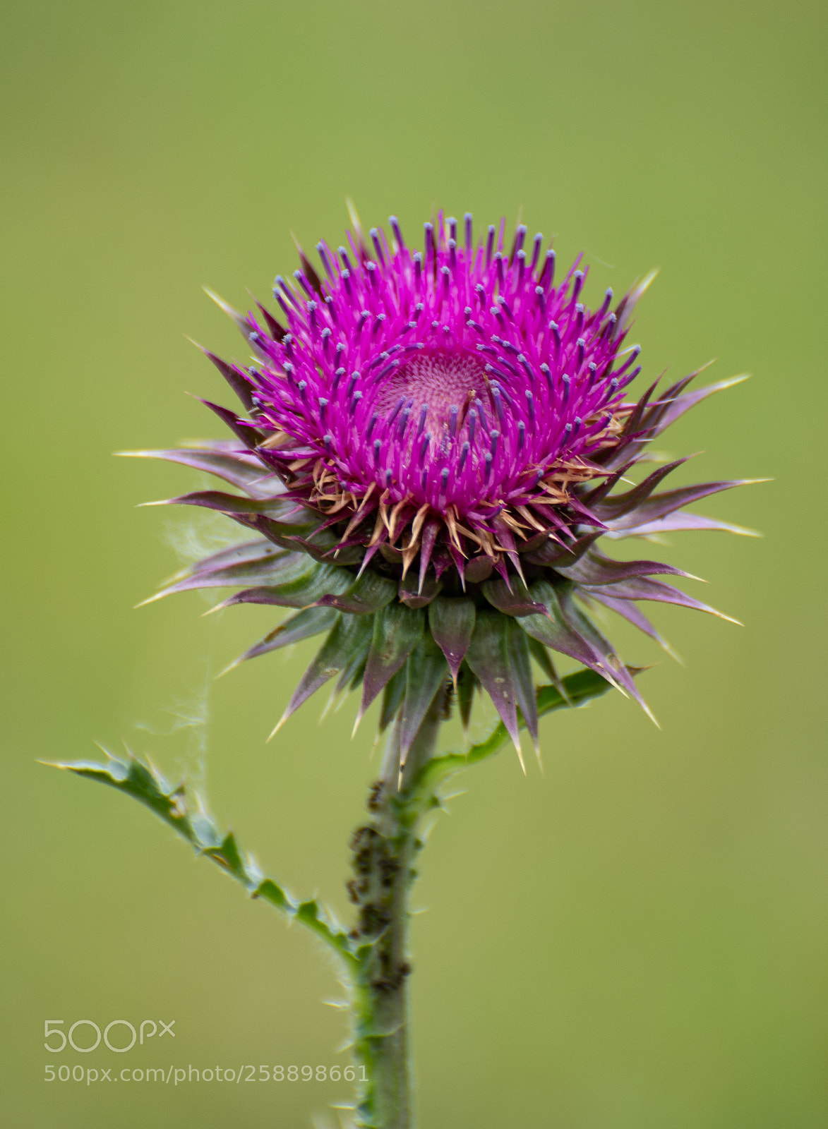 Nikon D7500 sample photo. Thistle photography