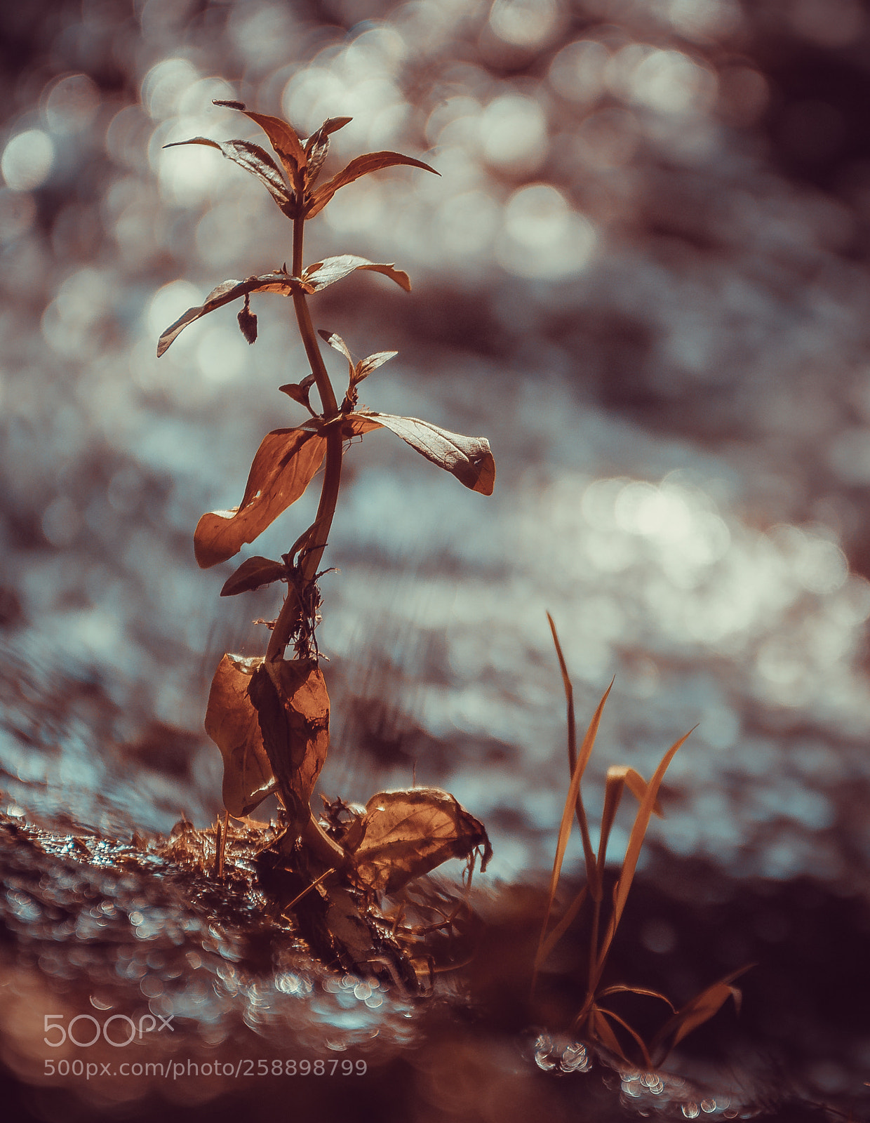 Nikon D7200 sample photo. Fin de vie photography