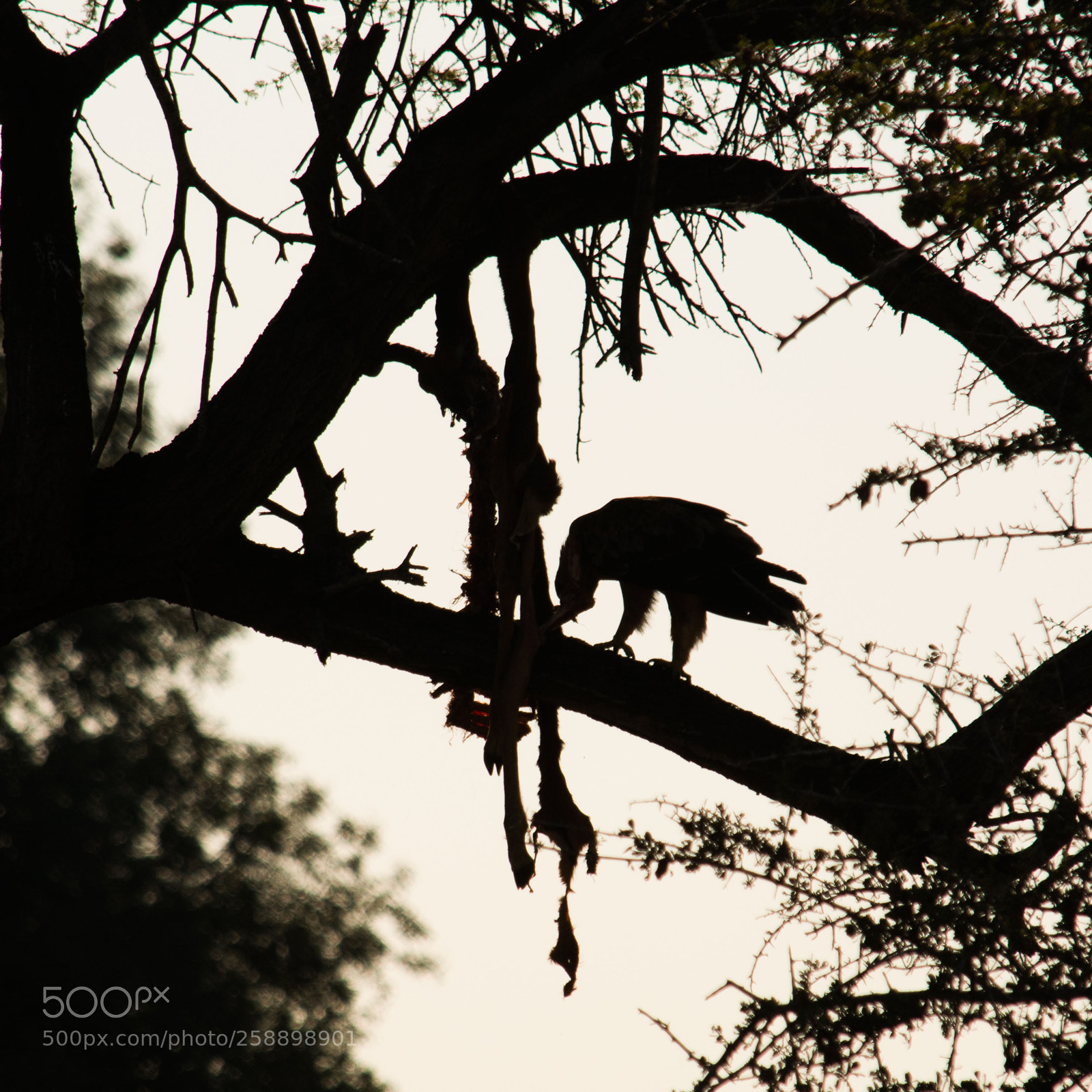 Nikon D7100 sample photo. Tawny eagle photography