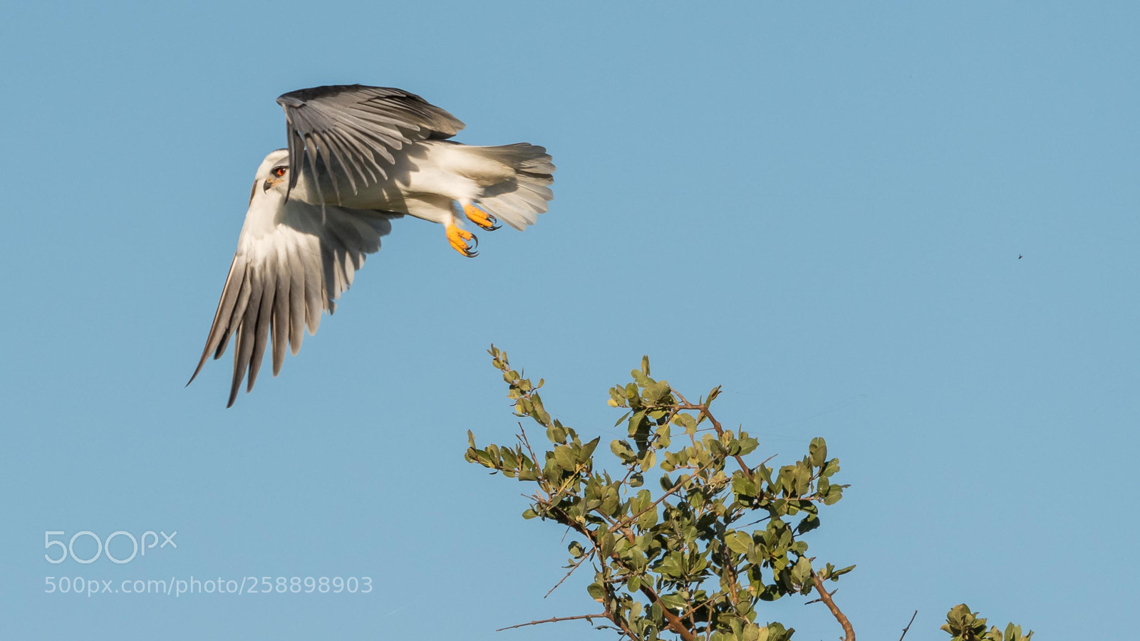 Nikon D500 sample photo. Black-shouldered kite photography