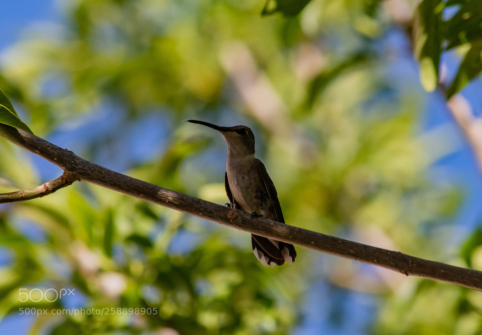 Nikon D7100 sample photo. On a limb photography