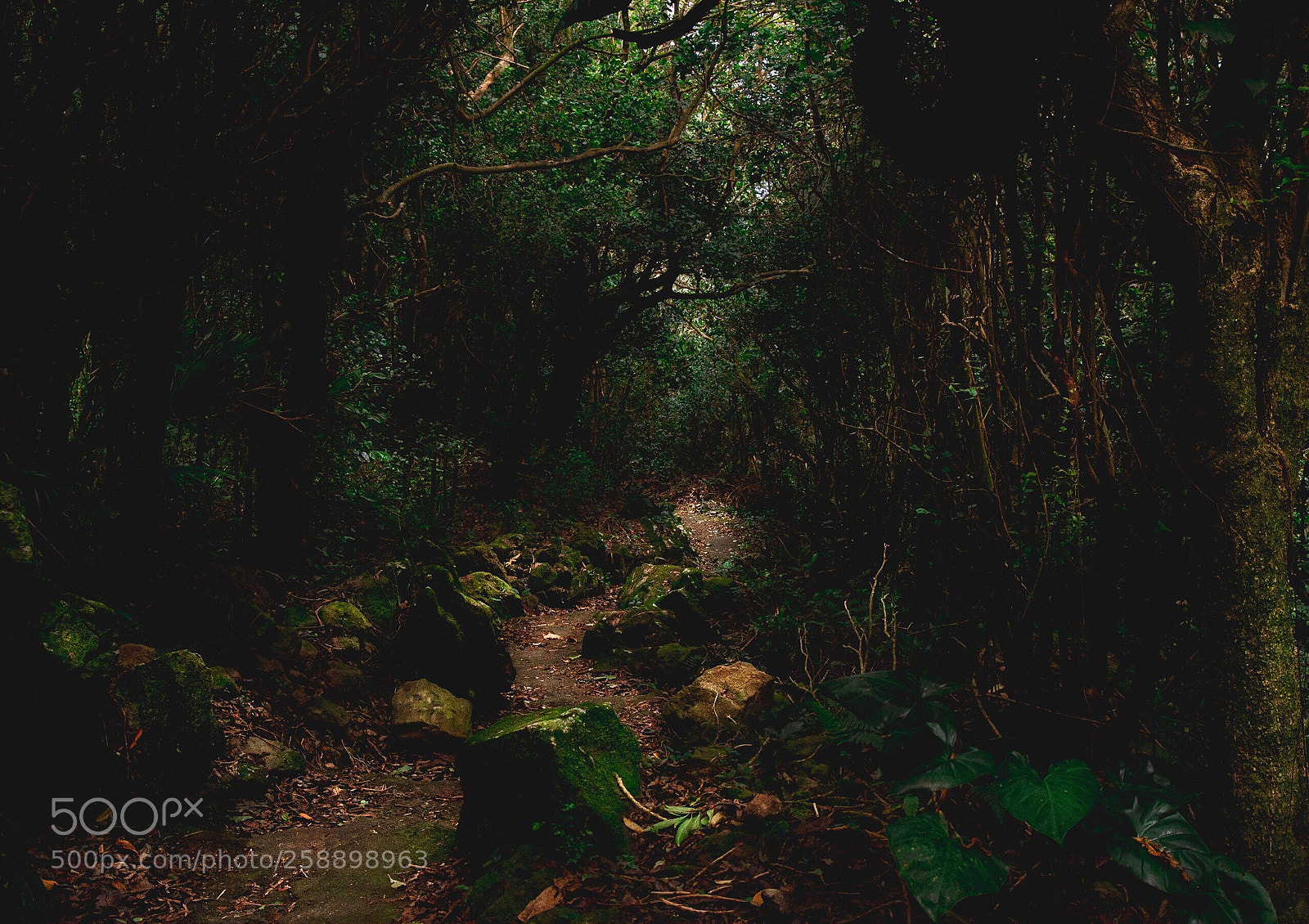 Canon EOS 7D sample photo. Path photography