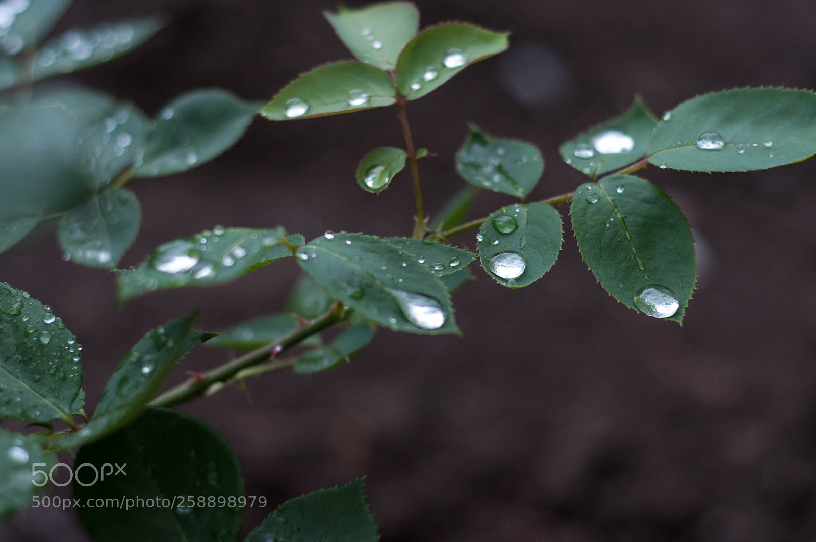 Nikon D90 sample photo. Rain drops photography