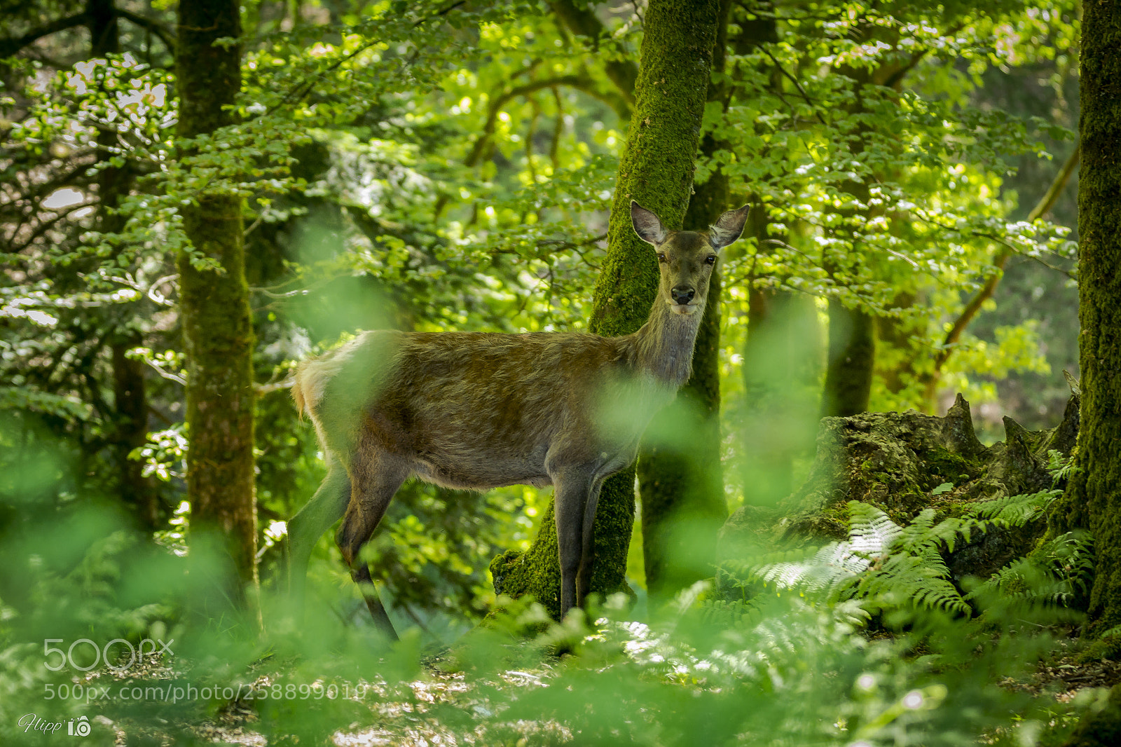 Nikon D3100 sample photo. Biche entre les arbres photography