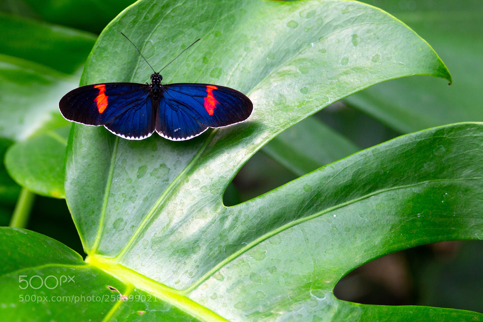 Canon EOS 600D (Rebel EOS T3i / EOS Kiss X5) sample photo. Schmetterling an gr nem photography