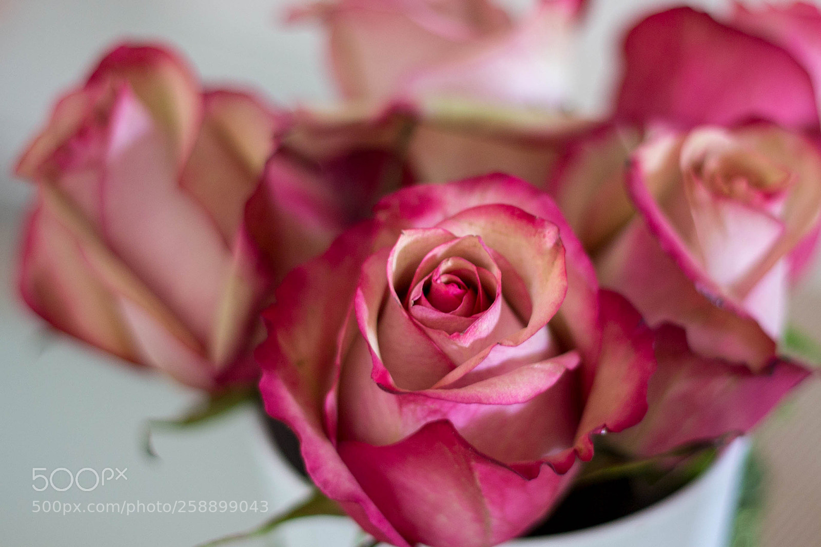 Canon EOS 6D sample photo. Roses photography