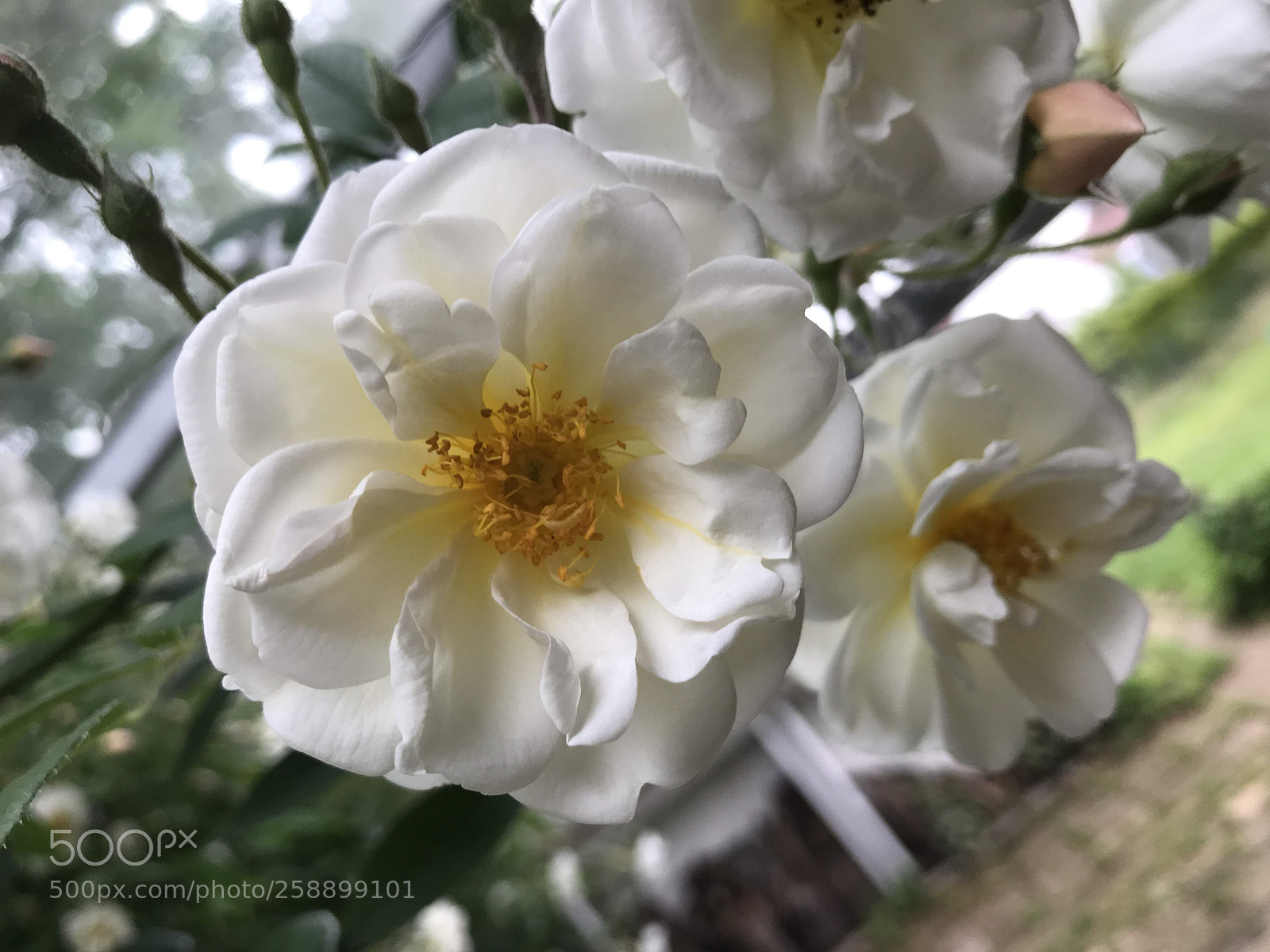 Apple iPhone 7 sample photo. Untitled photography