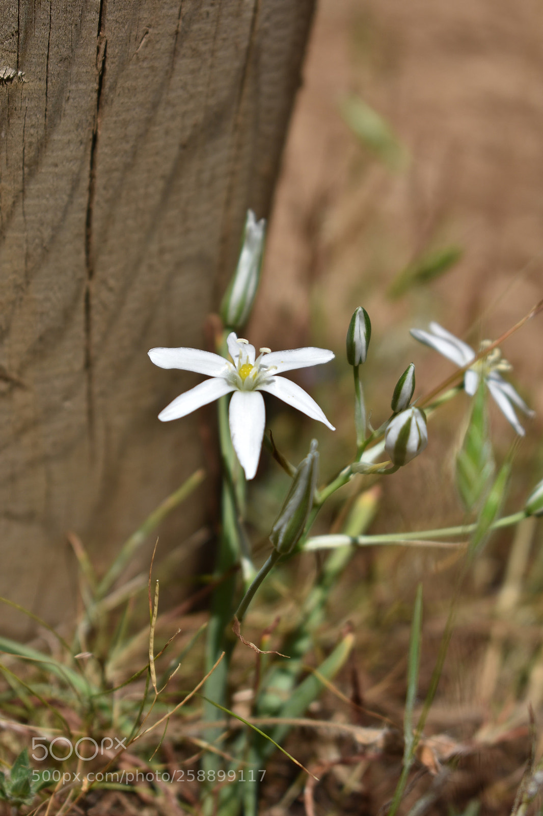 Nikon D3400 sample photo. 8 photography