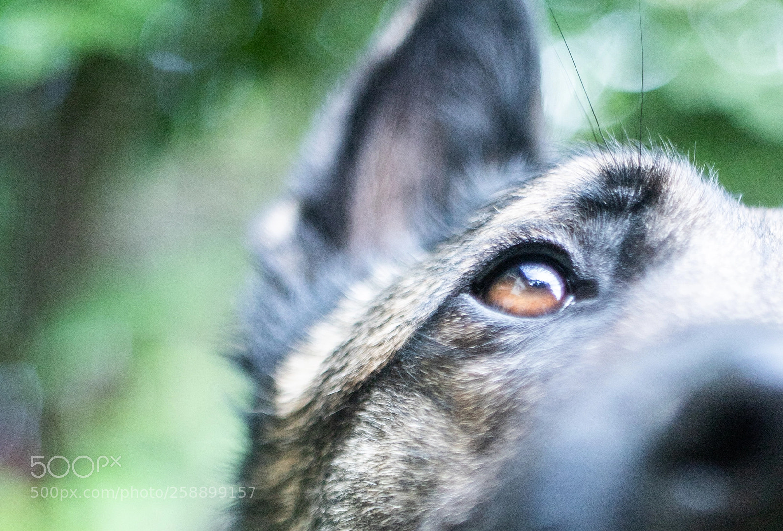Canon EOS 6D Mark II sample photo. Chips photography