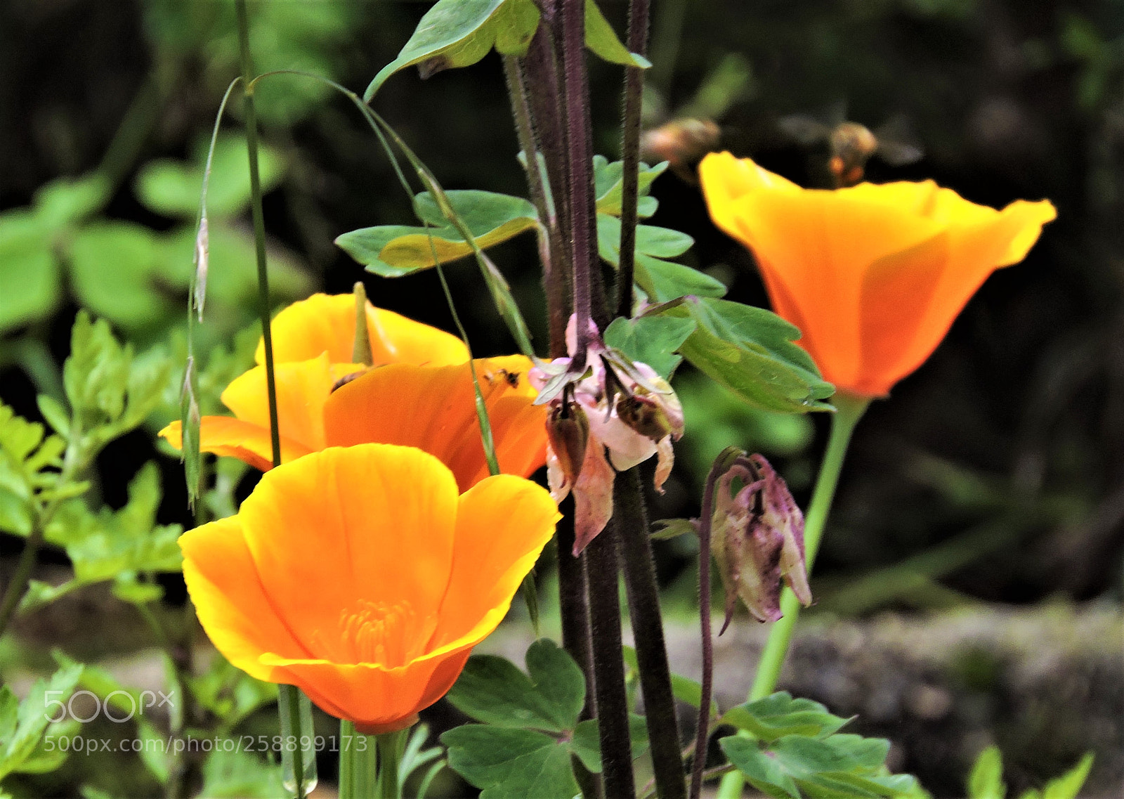 Nikon Coolpix P600 sample photo. () photography