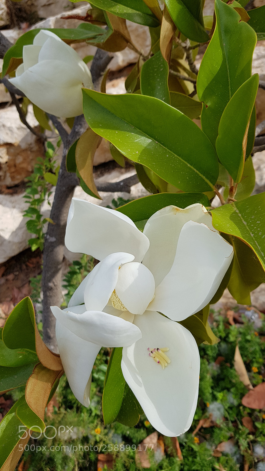 Samsung Galaxy S8+ sample photo. Untitled photography