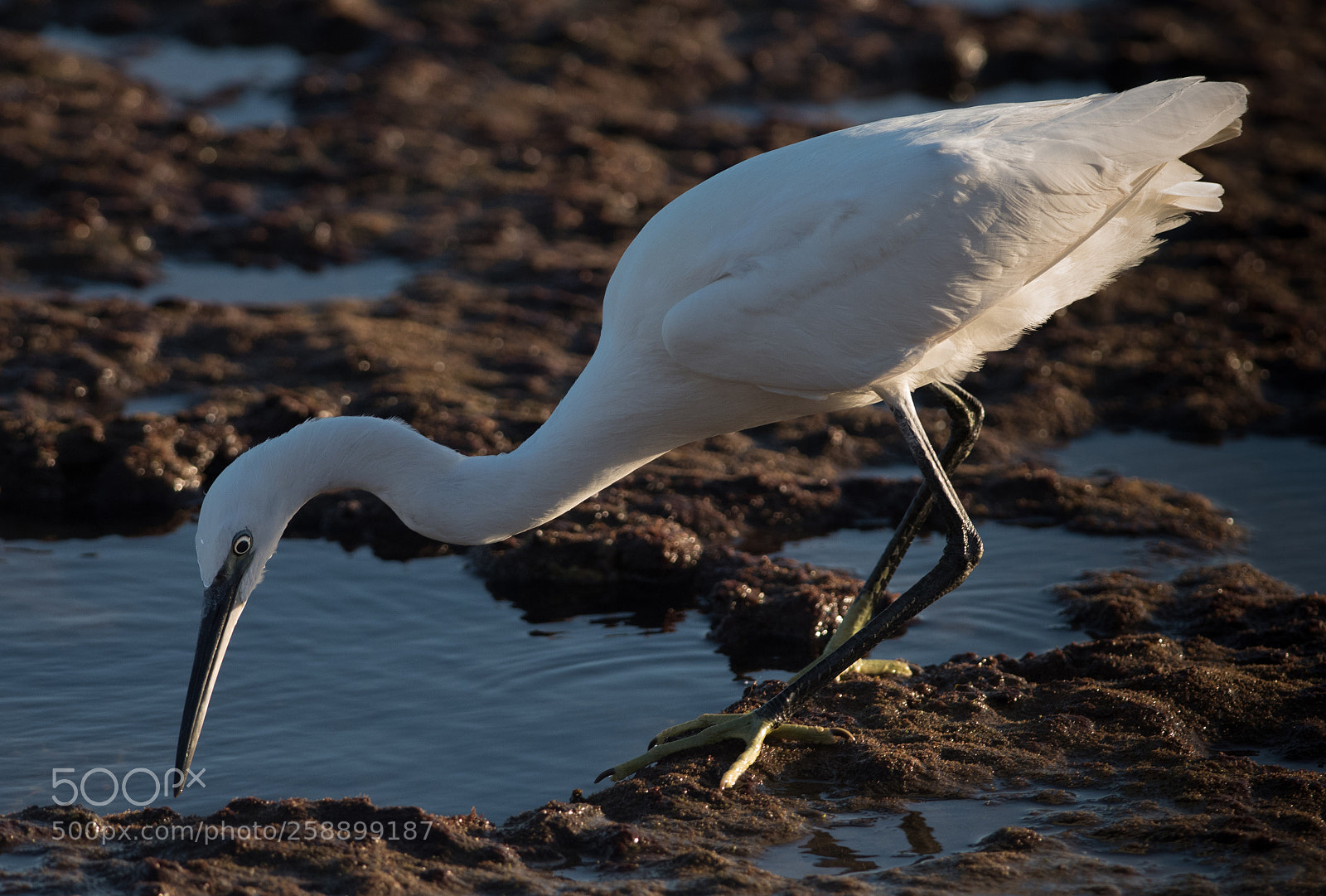 Nikon D5600 sample photo. Little egret photography