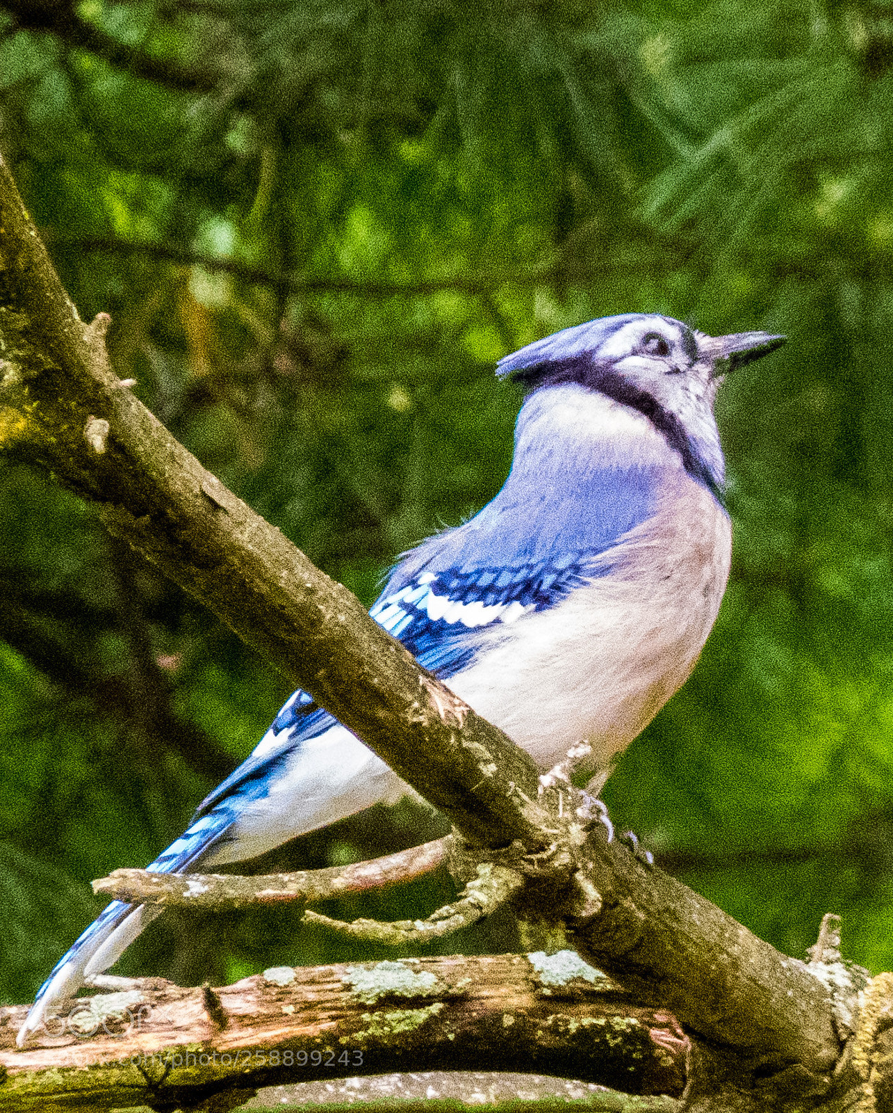 Canon PowerShot SX60 HS sample photo. A blue jay photography