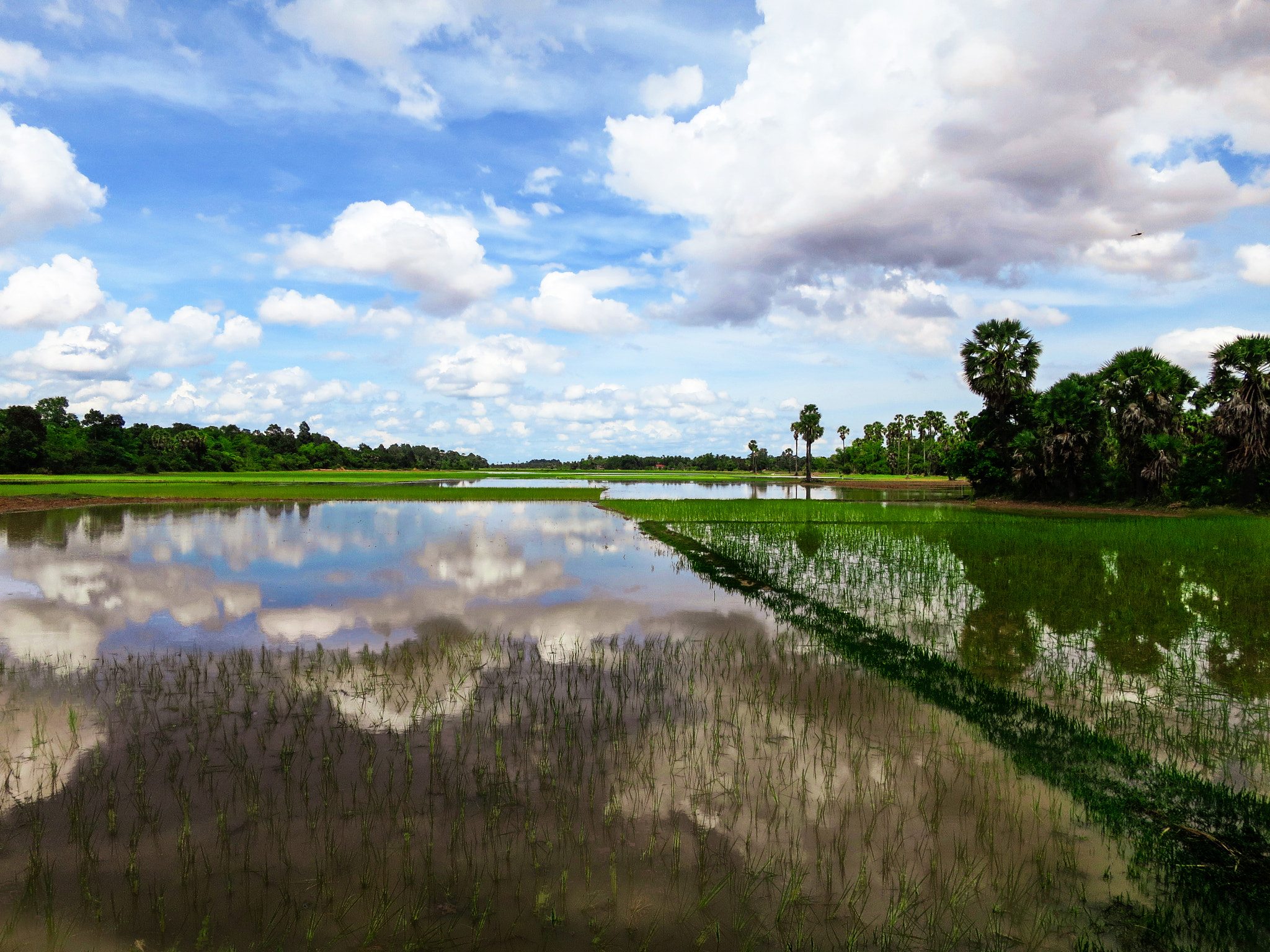 Canon PowerShot S120 sample photo. Paddy field photography