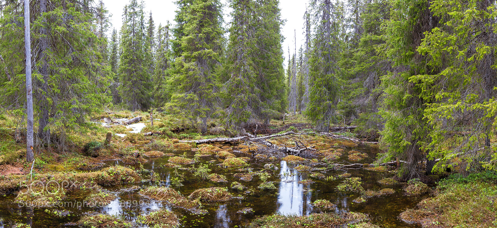 Canon EOS 6D sample photo. Spring rain in taiga photography