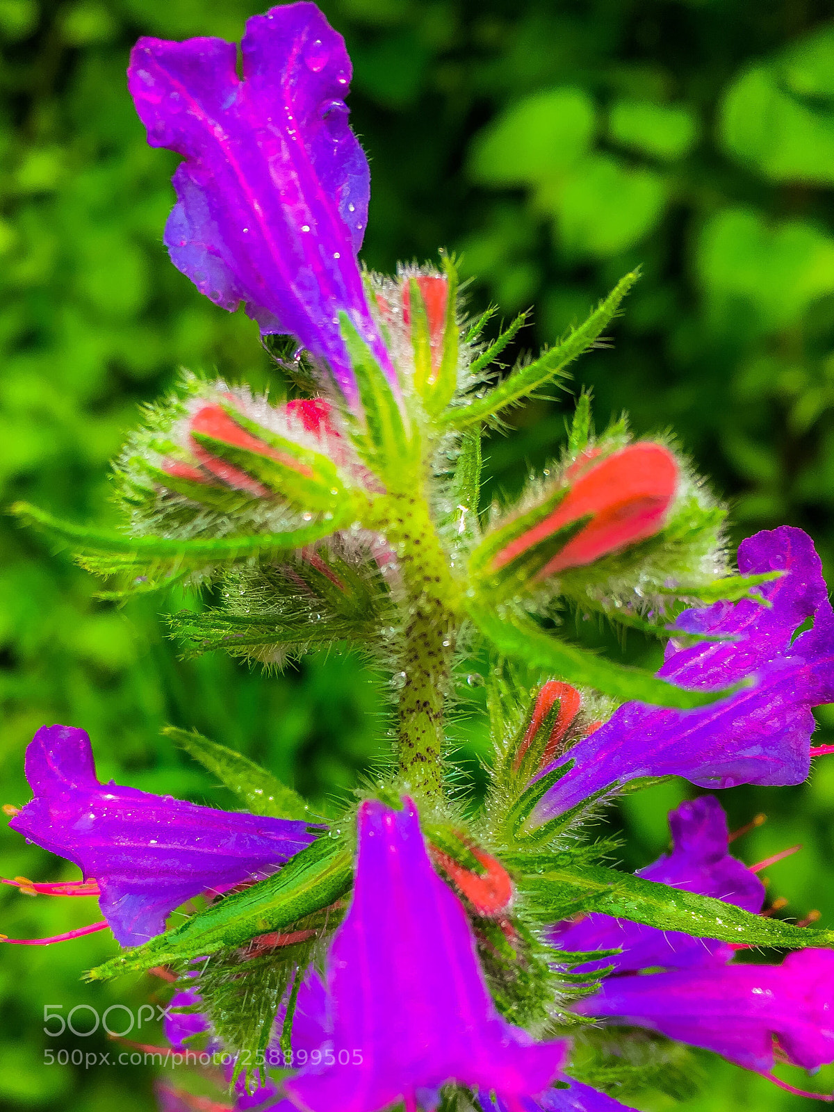 Apple iPhone SE sample photo. Beautiful flower  photography