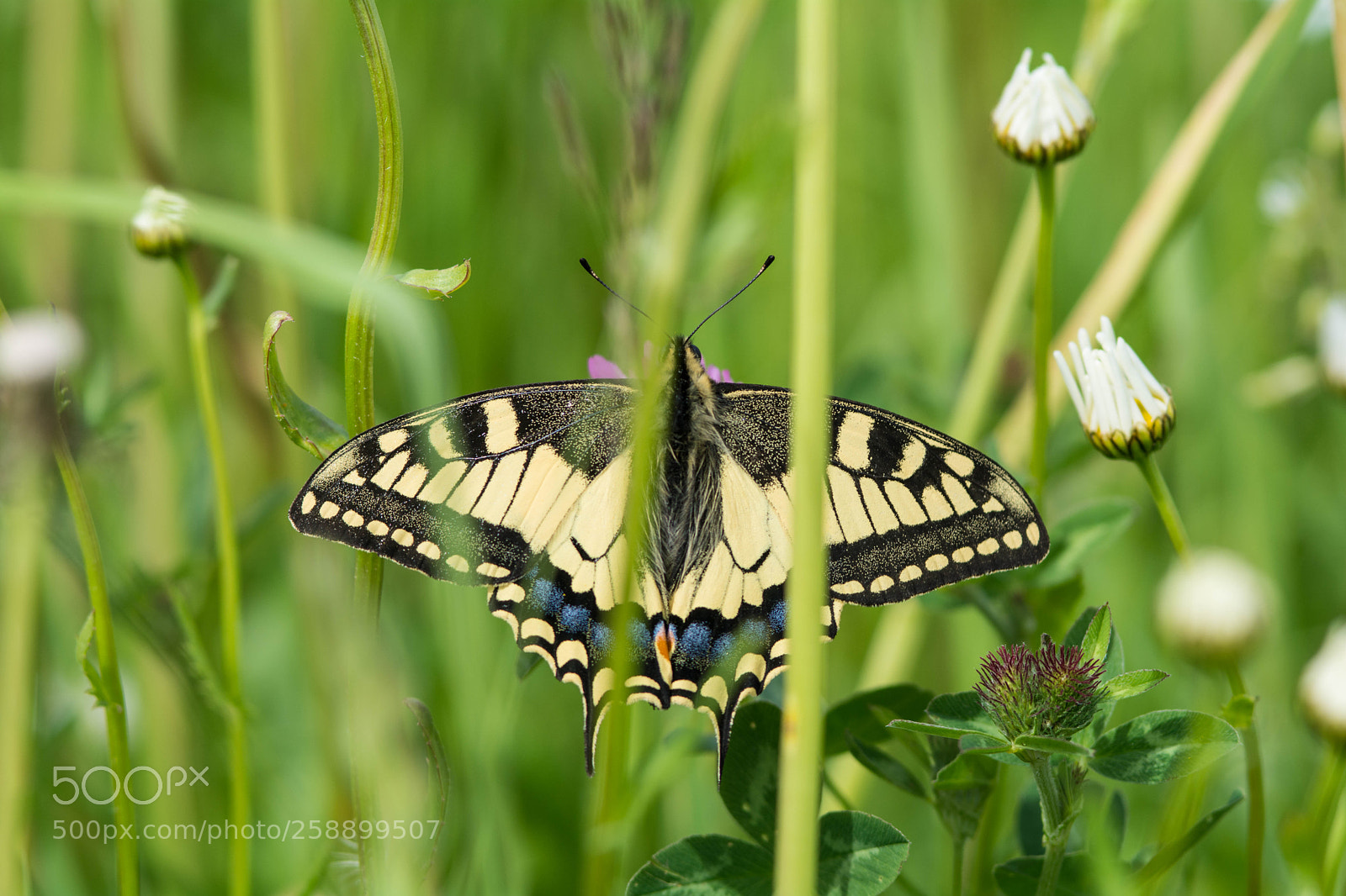 Nikon D7100 sample photo. Butterfly photography