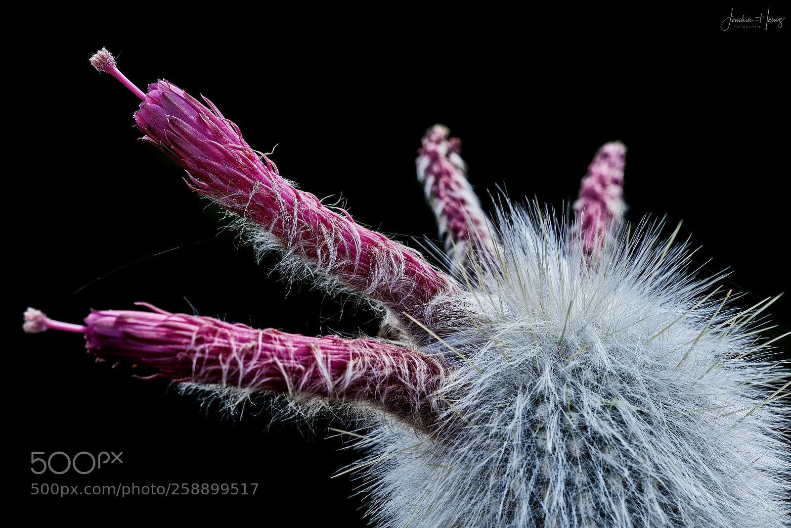 Fujifilm X-T2 sample photo. Cactus photography