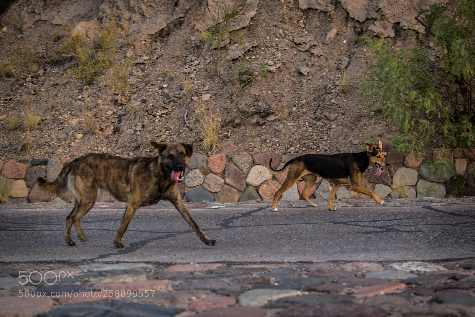 Nikon D3100 sample photo. Buddies photography