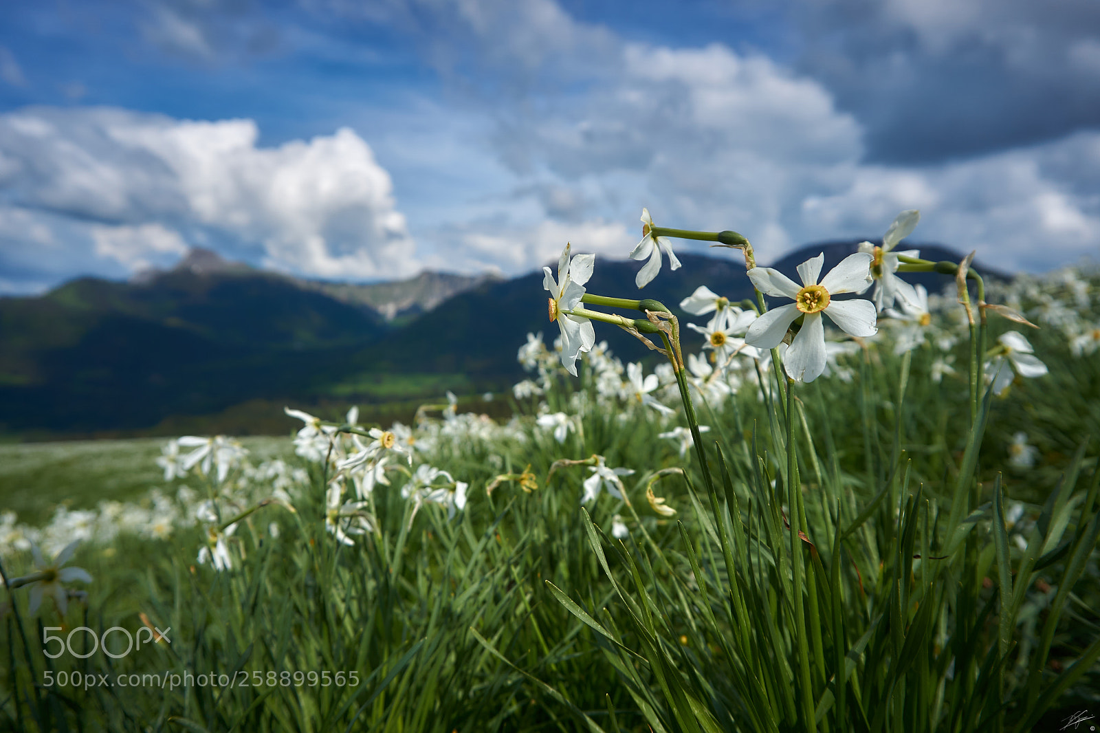 Sony a6000 sample photo. Narcissus photography