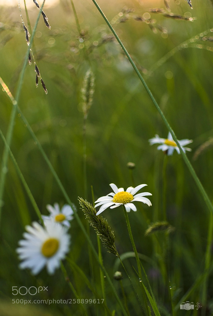 Nikon D7000 sample photo. In the morning photography