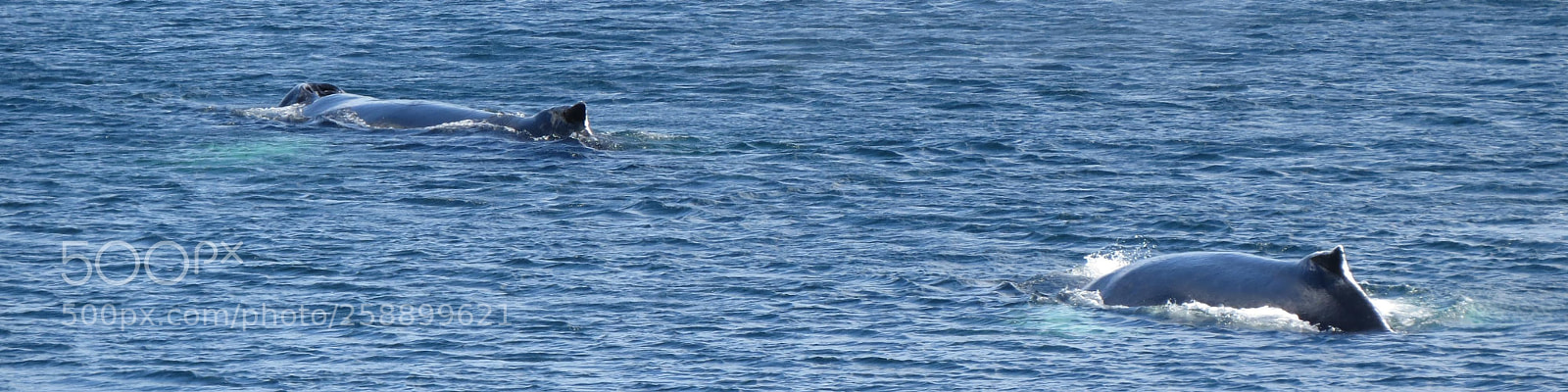 Canon PowerShot SX50 HS sample photo. Two humpbacks photography