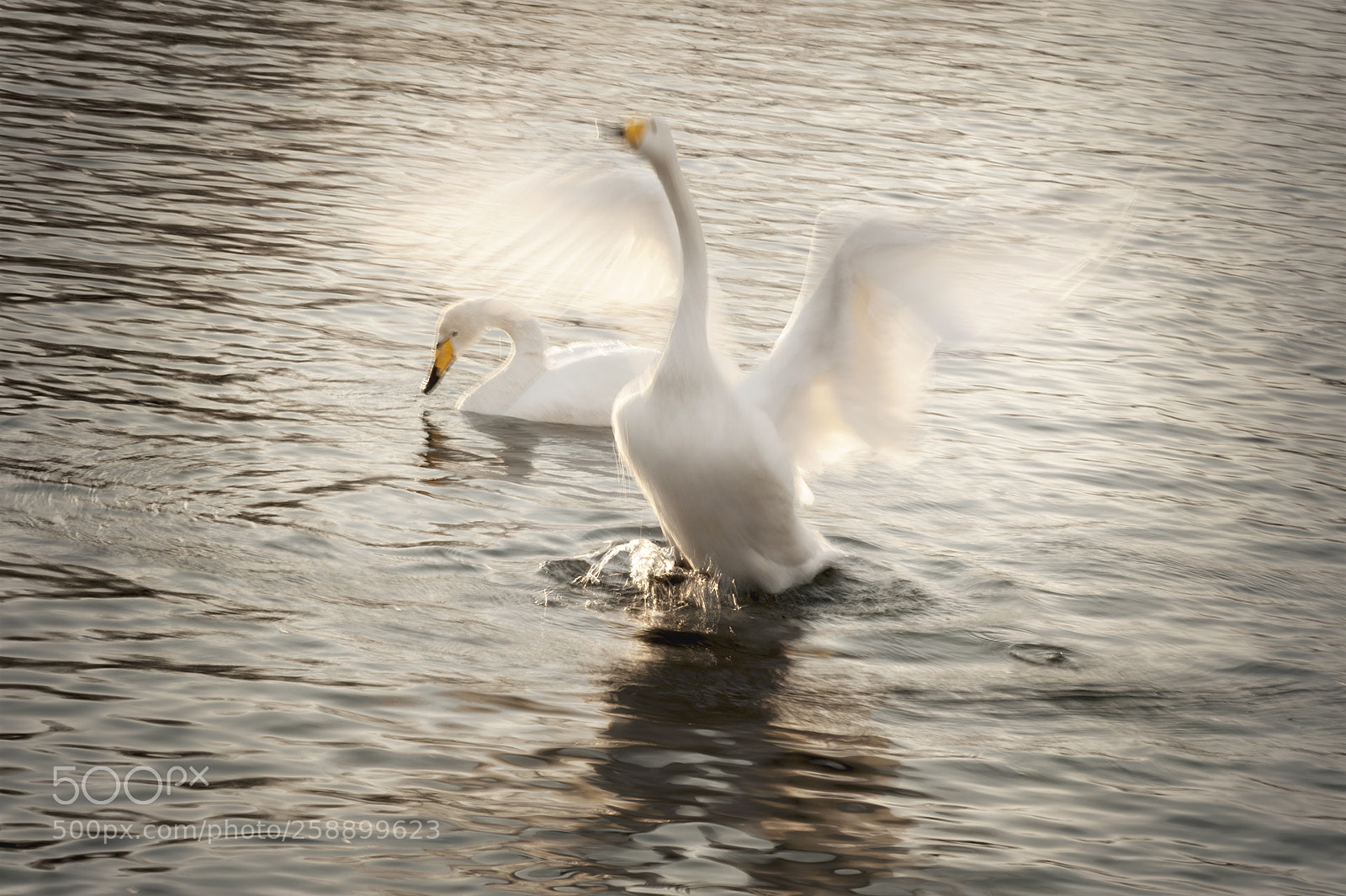 Nikon D700 sample photo. In sun rays photography