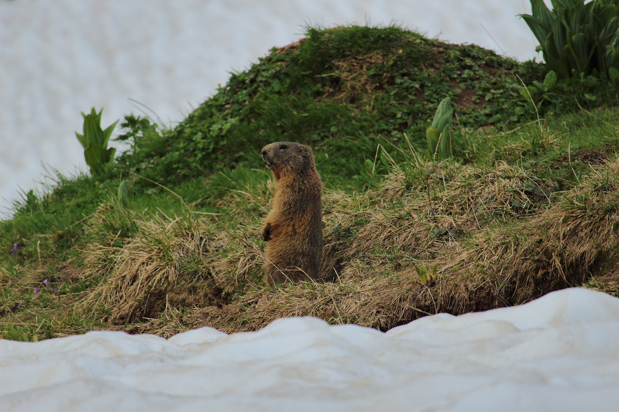 Canon EF-S 55-250mm F4-5.6 IS STM sample photo. Murmeltier photography
