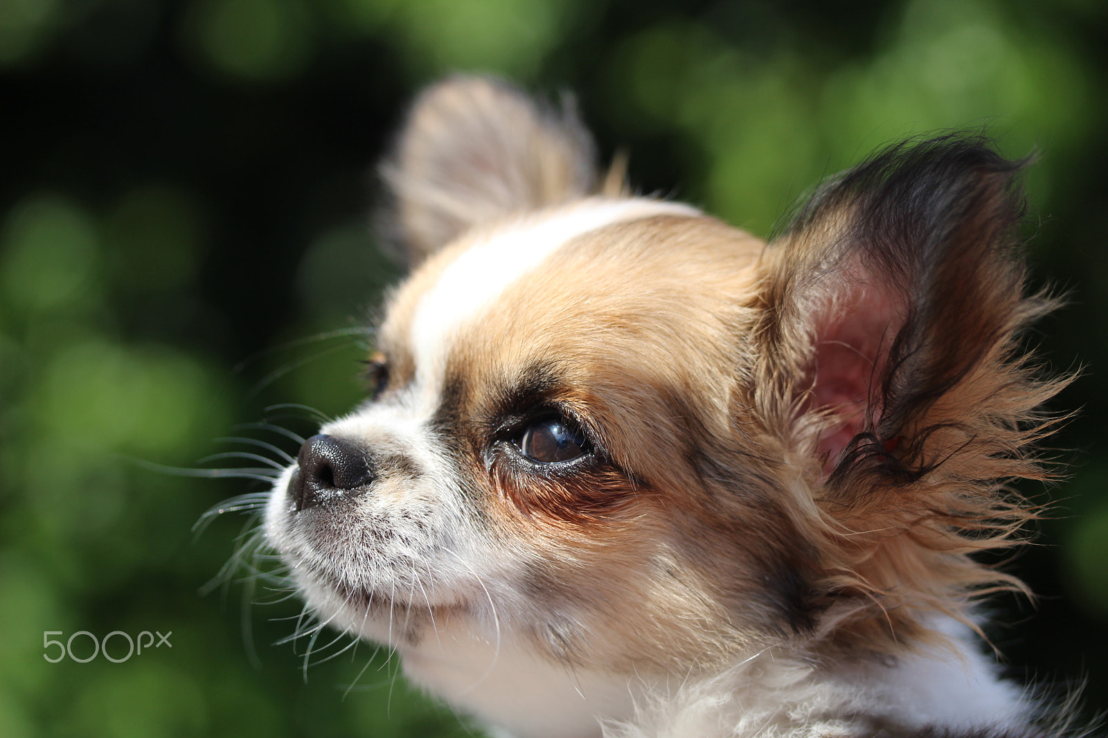 Canon EF-S 60mm F2.8 Macro USM sample photo. Chihauhua 1 photography