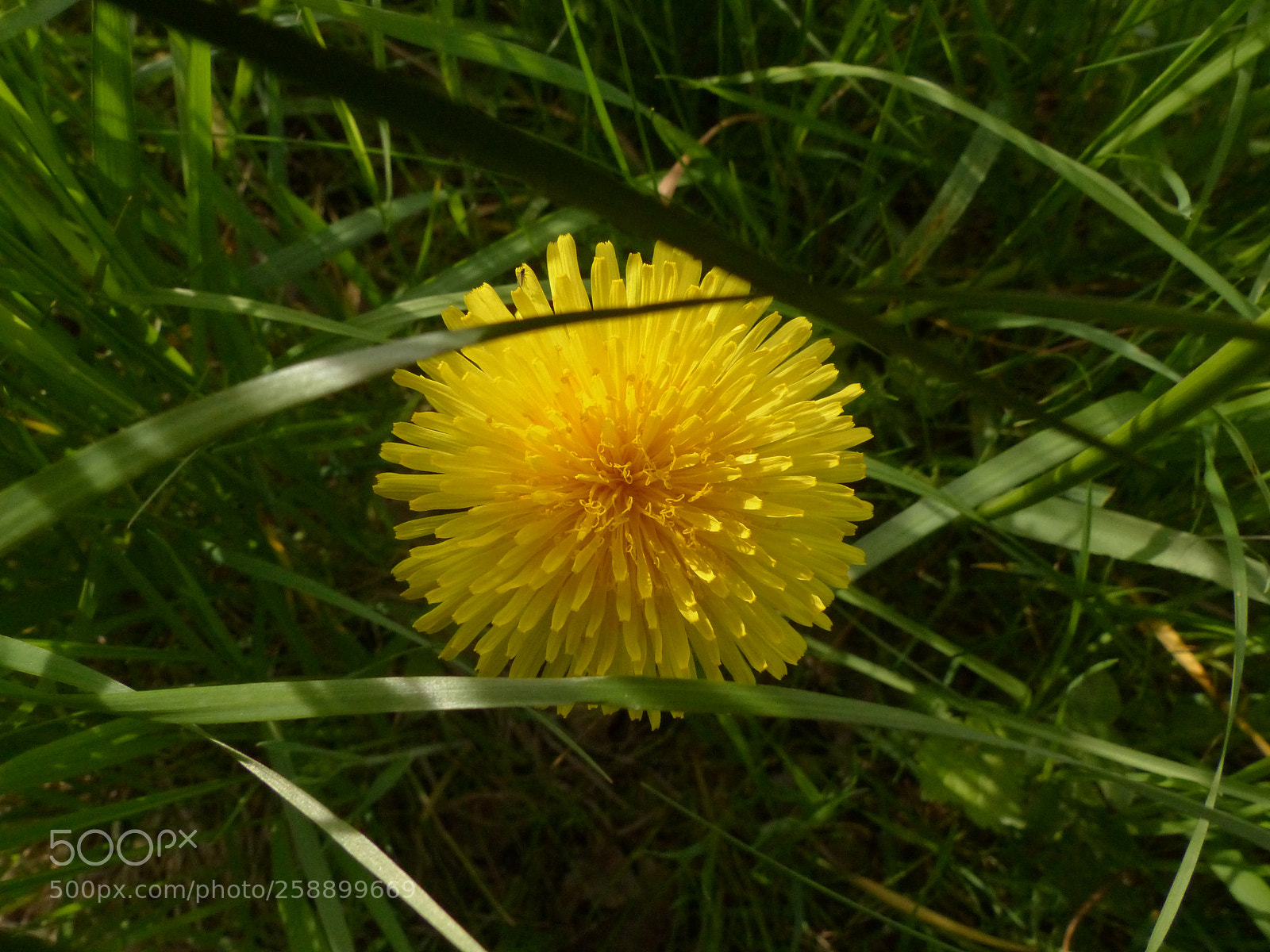 Panasonic Lumix DMC-FZ200 sample photo. Neuanfang photography
