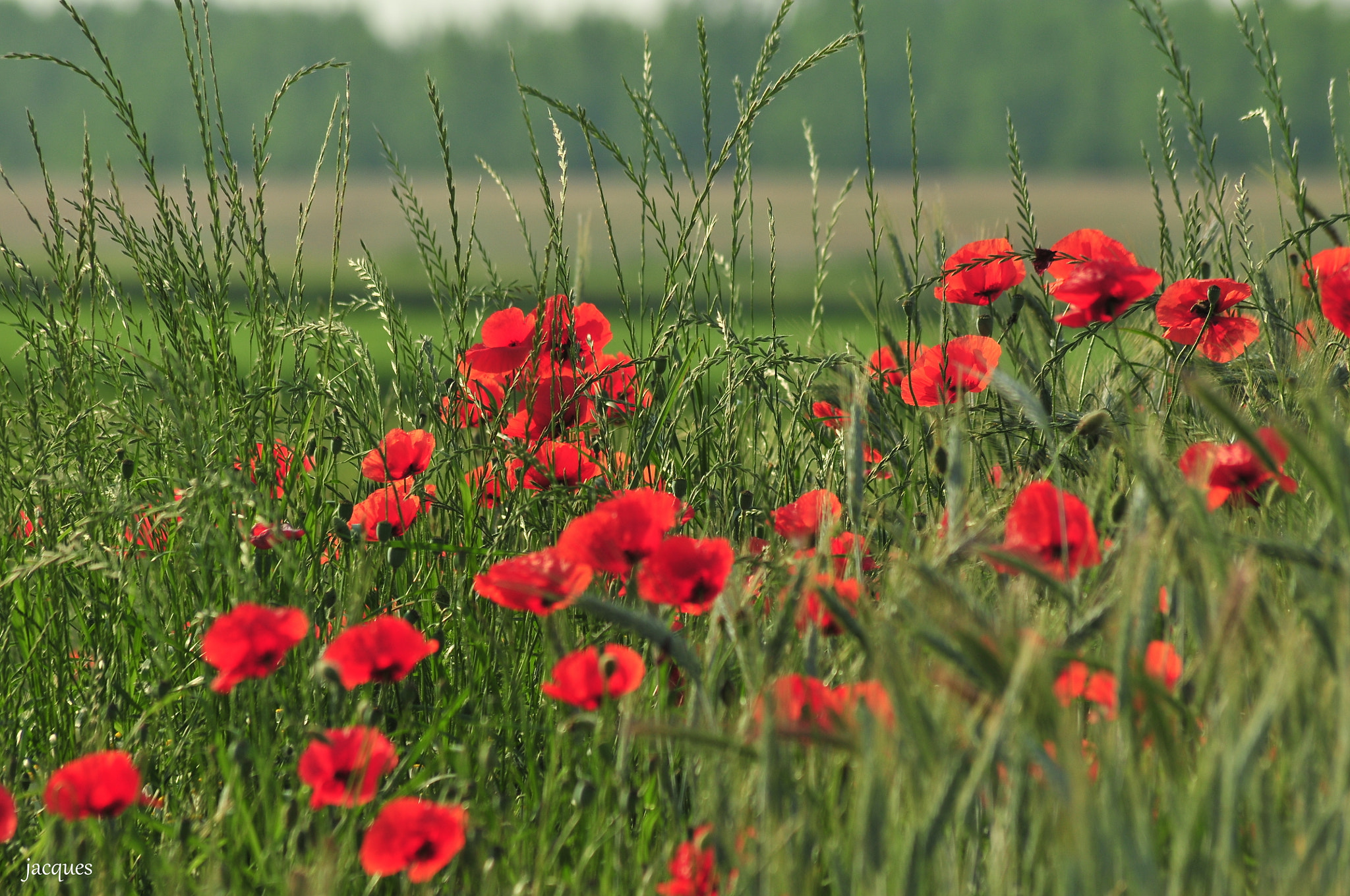 Nikon D300 + Sigma 70-300mm F4-5.6 APO DG Macro sample photo. Poppys photography