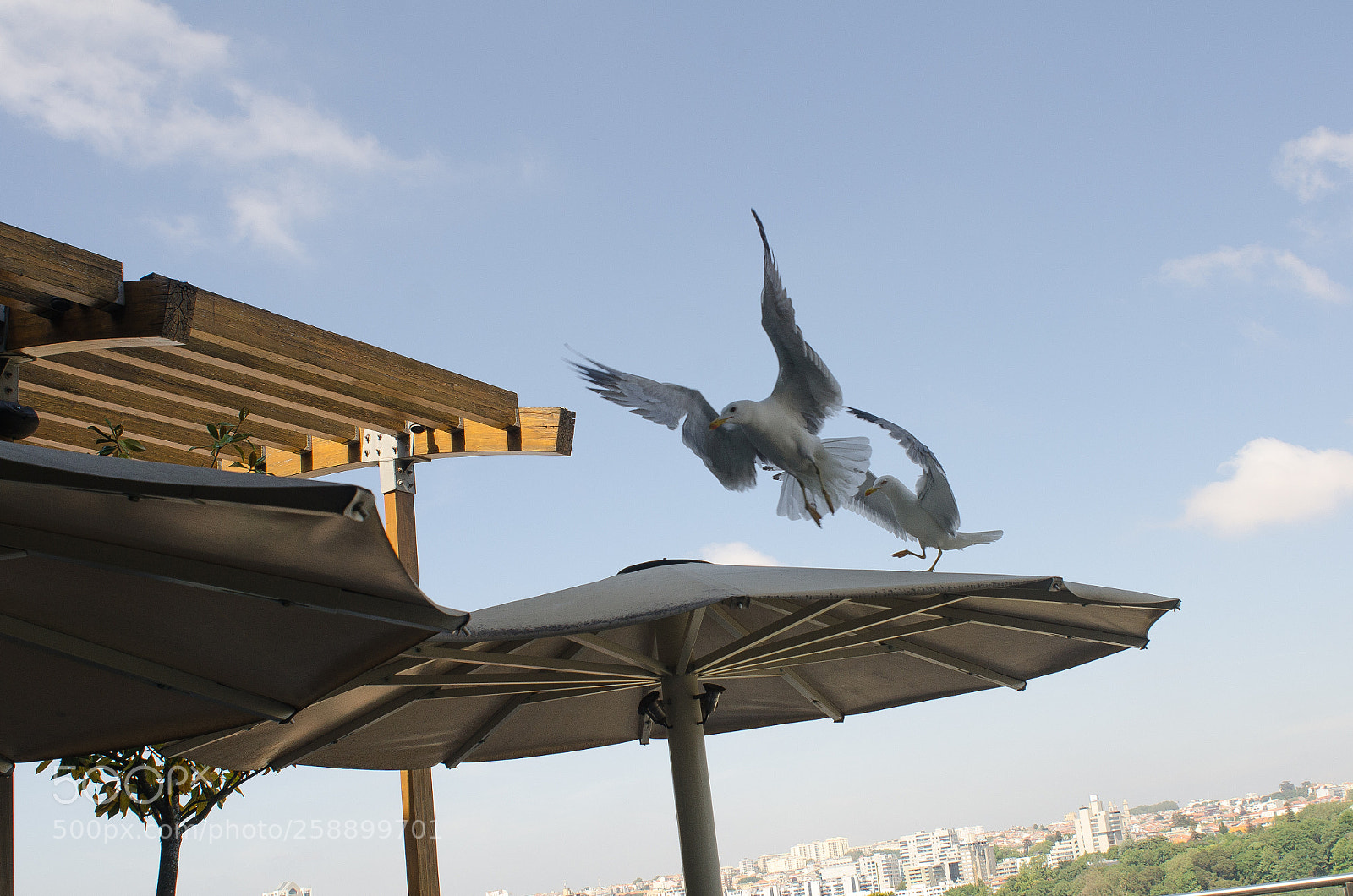 Nikon D7000 sample photo. Up and away photography