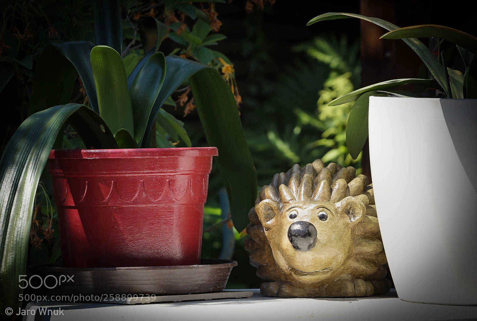 Sony a7 II sample photo. Jezyk igel photography