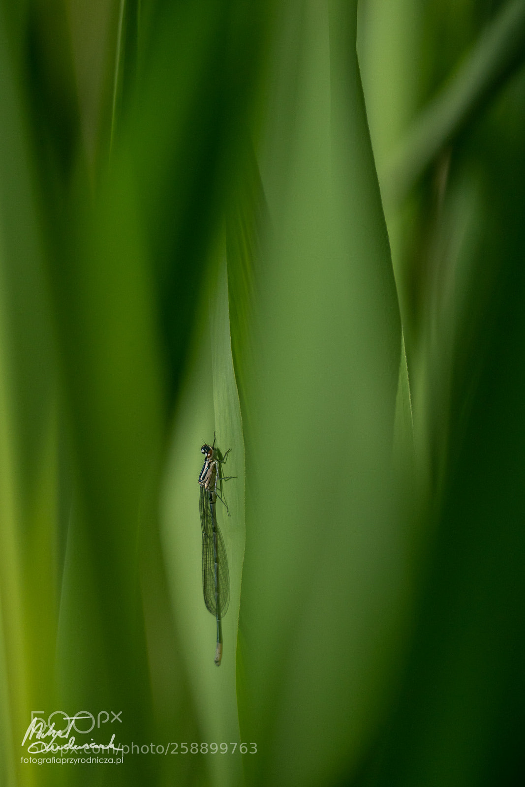 Sony a6500 sample photo. Hiding in the greens photography