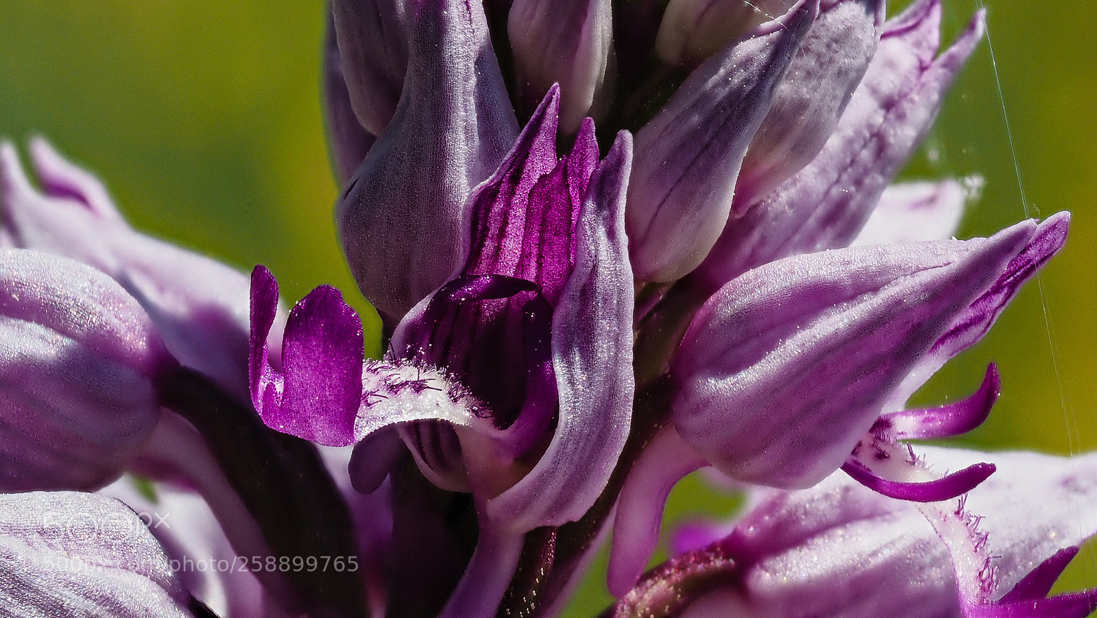 Olympus OM-D E-M1 sample photo. Orchis militaris 1 photography