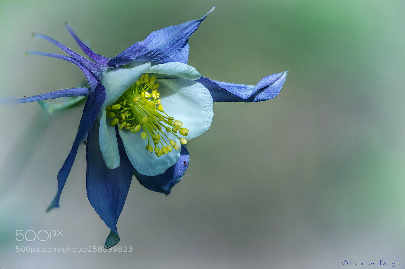 Nikon D610 sample photo. Aquilegia mrs m nicholis photography