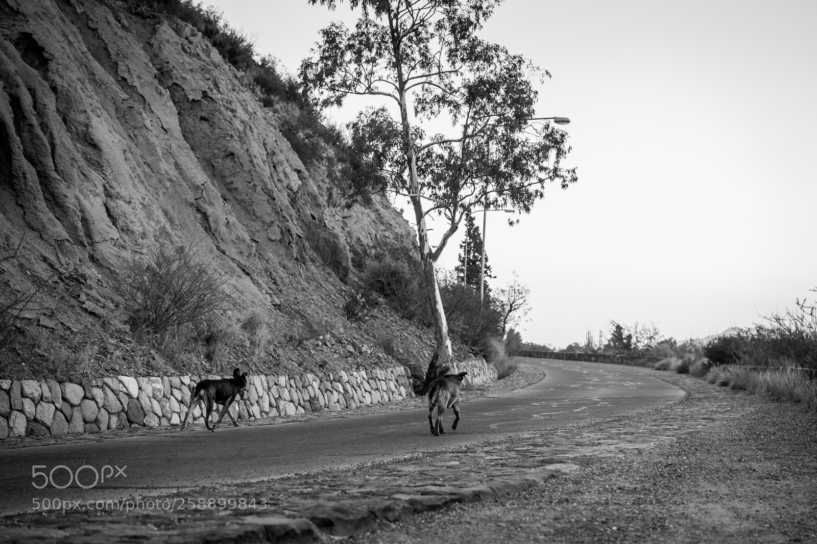 Nikon D3100 sample photo. B&w buddies photography
