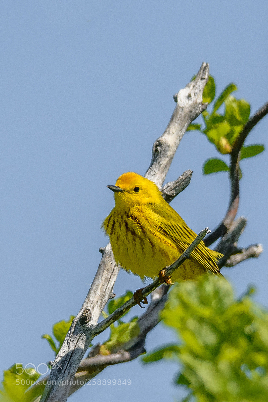 Nikon D850 sample photo. Yellow warbler photography