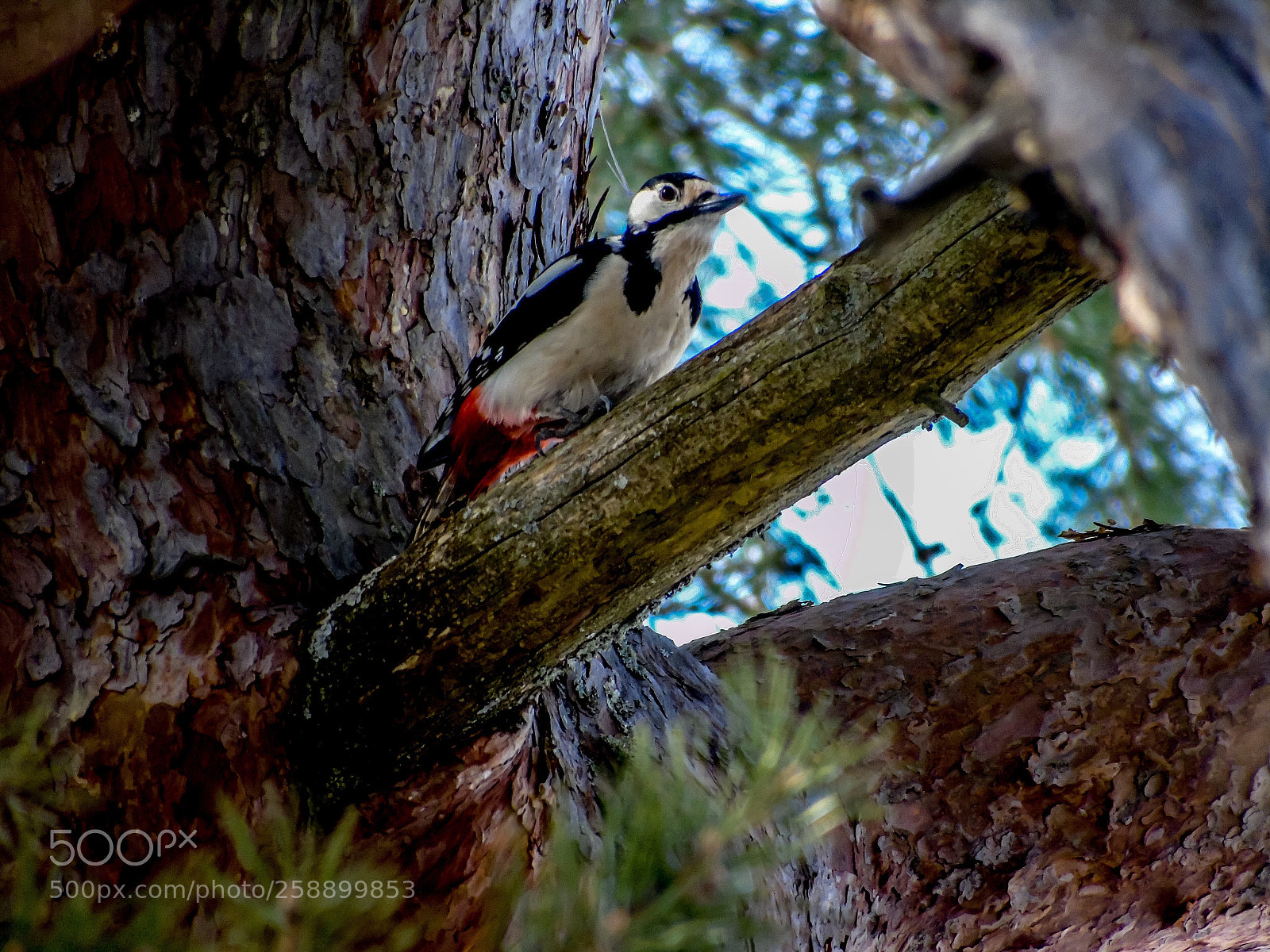 Sony Cyber-shot DSC-H400 sample photo. Norwegian woodpecker photography