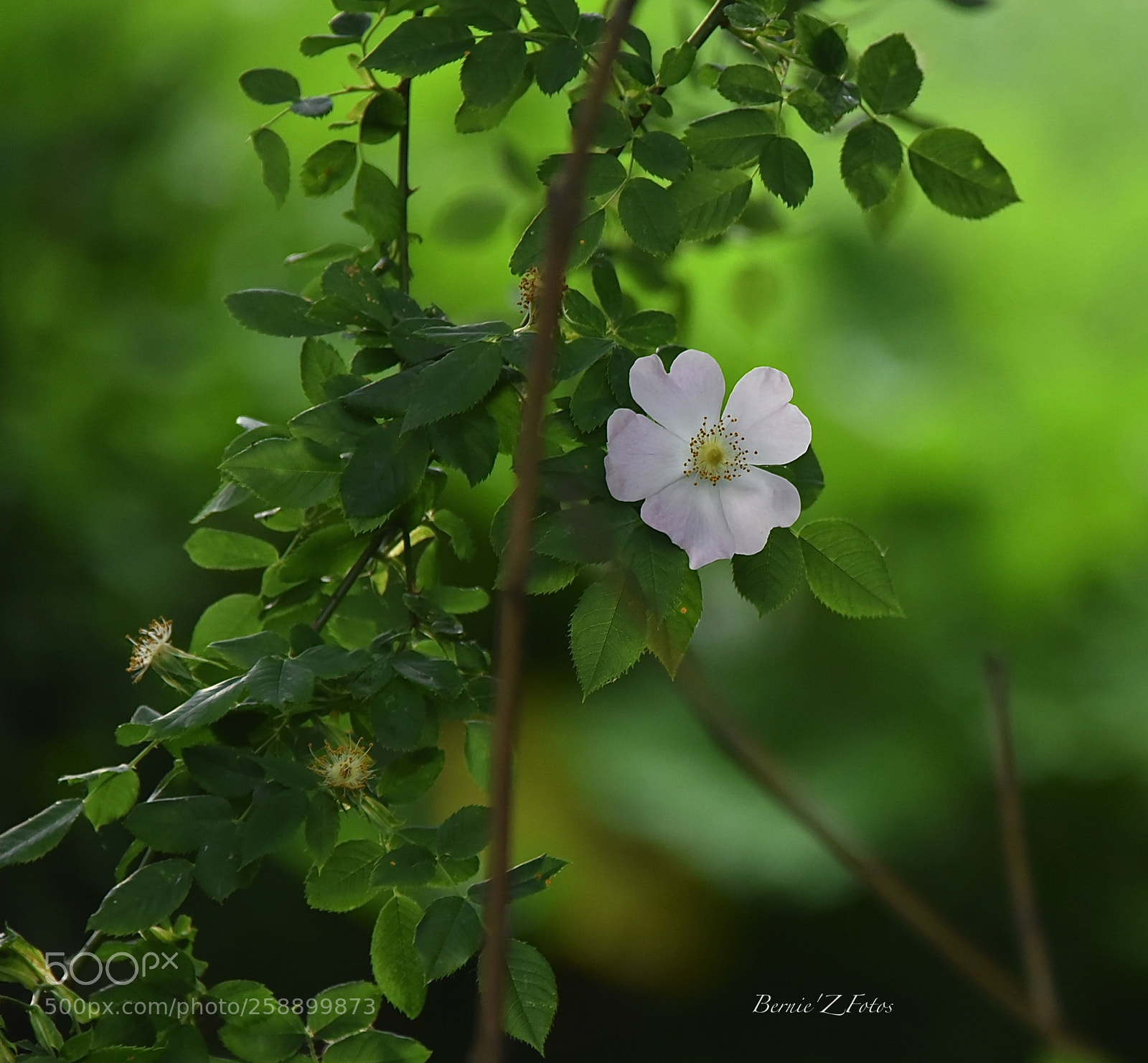 Nikon D750 sample photo. Be in green photography