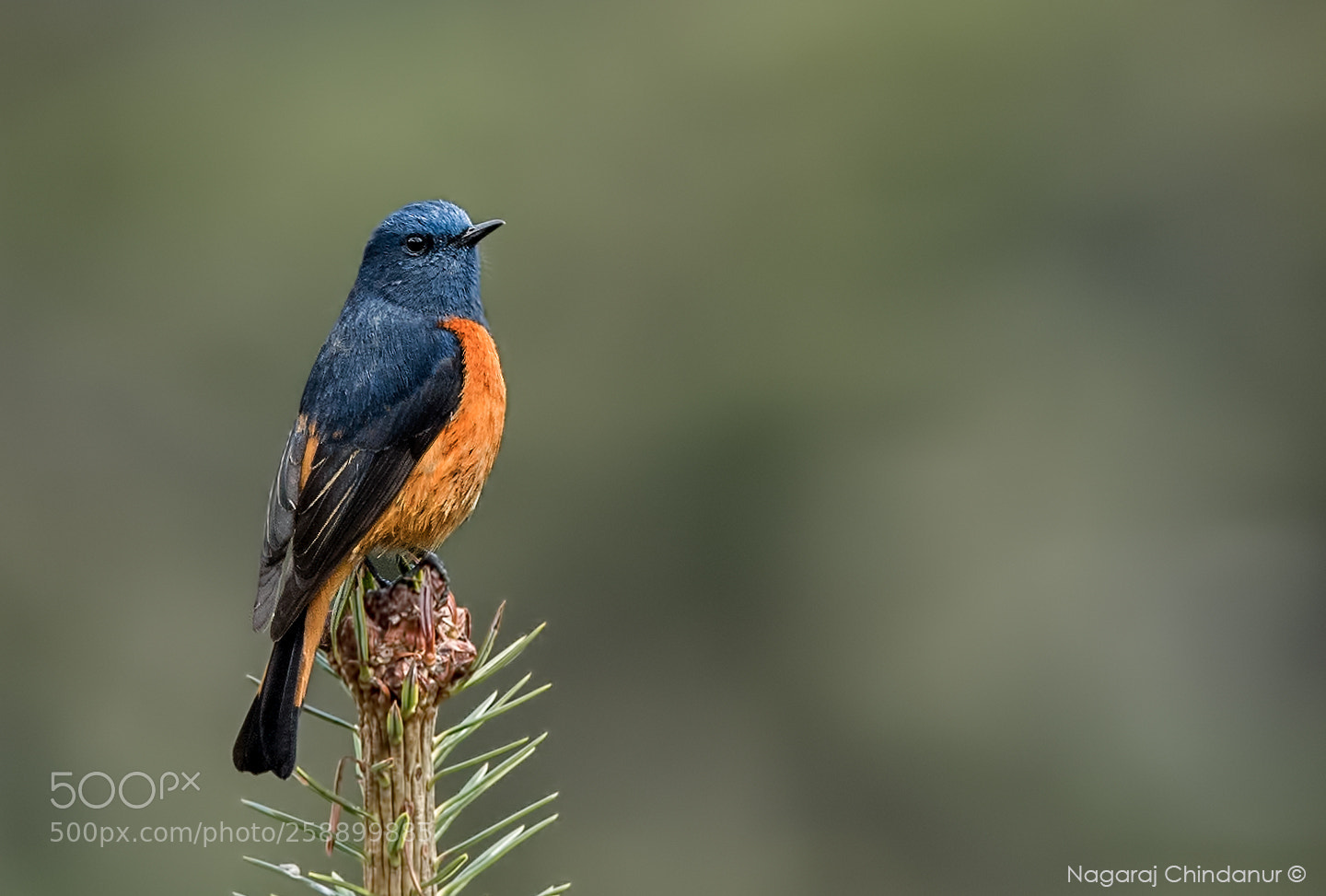 Nikon D5 sample photo. Blue-fronted redstart photography