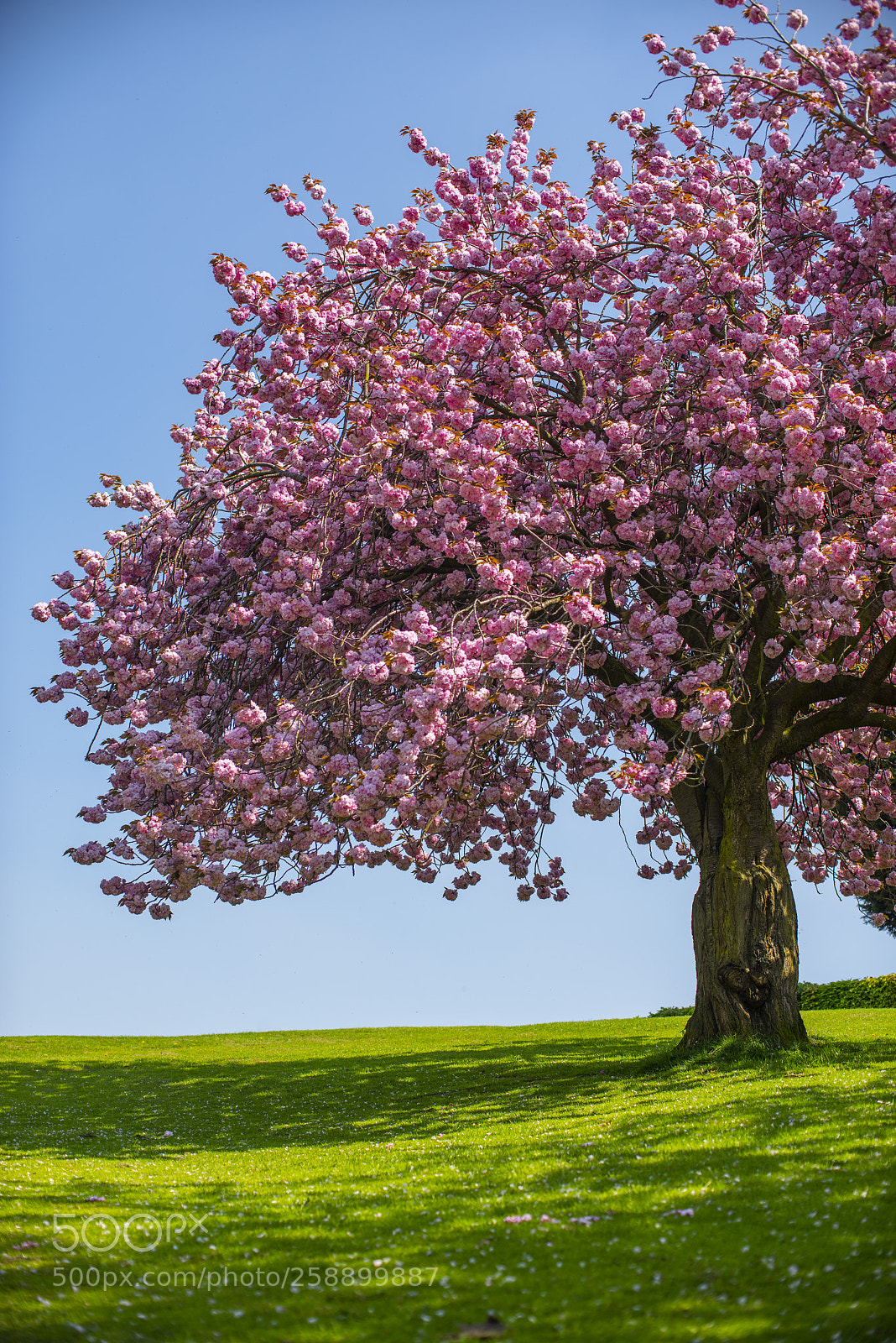Nikon D810 sample photo. Blossom tree photography