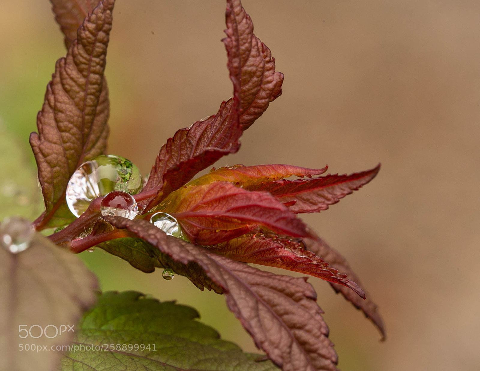 Canon EOS 6D sample photo. Raindrops on leaves photography